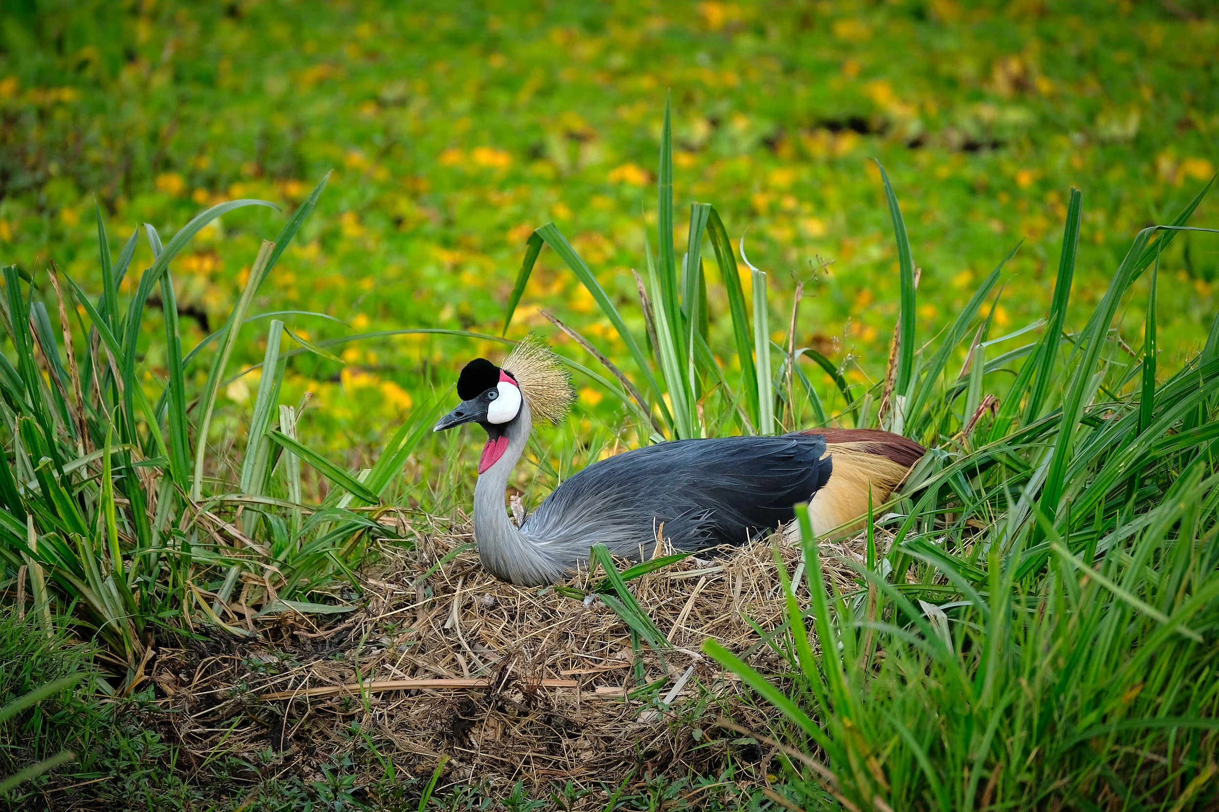 Gray Crowned Crane Nesting