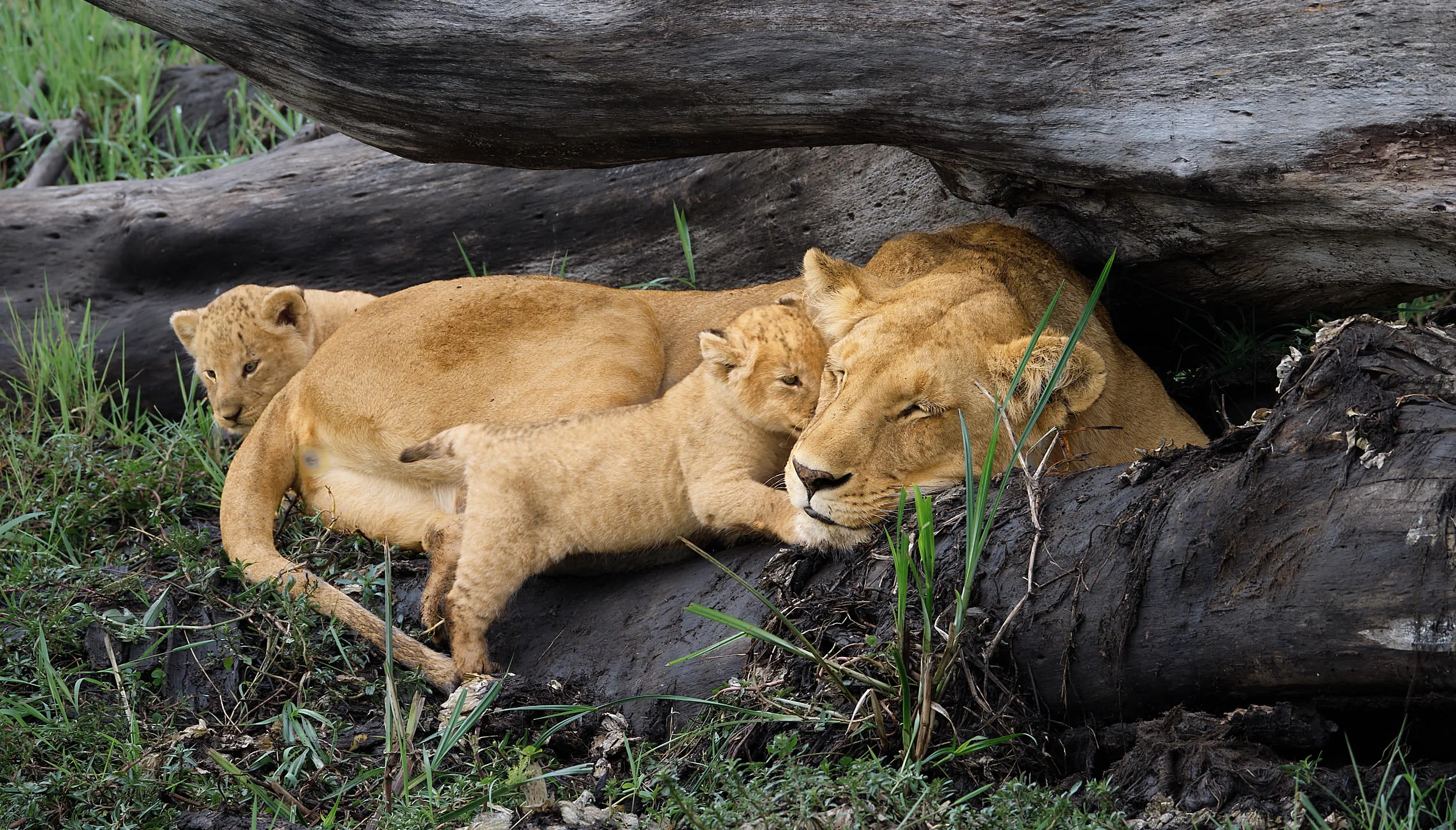 Kenya_11.jpg