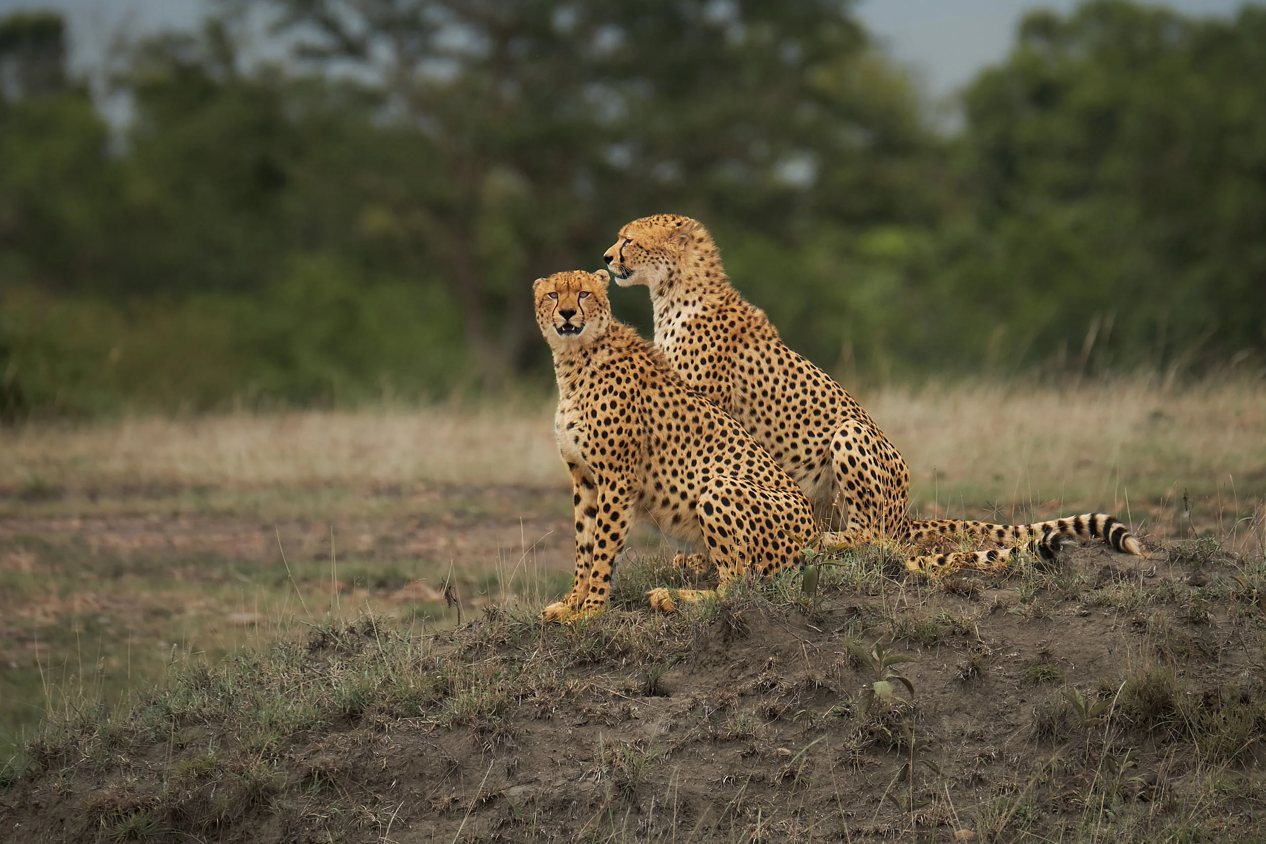 Kenya_13.jpg