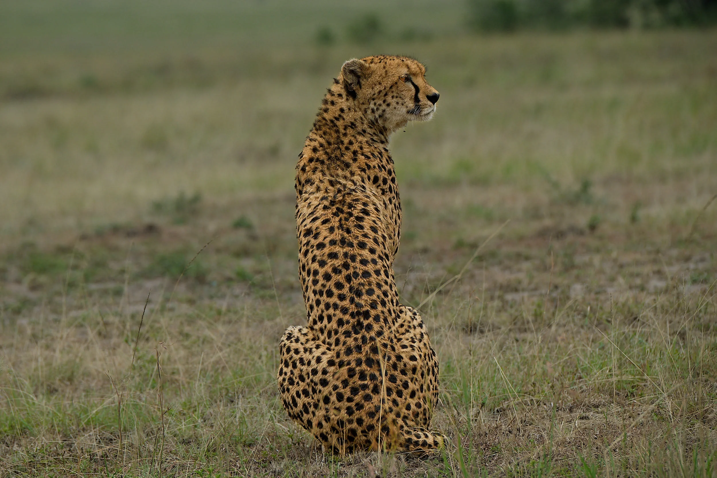 Kenya_12.jpg