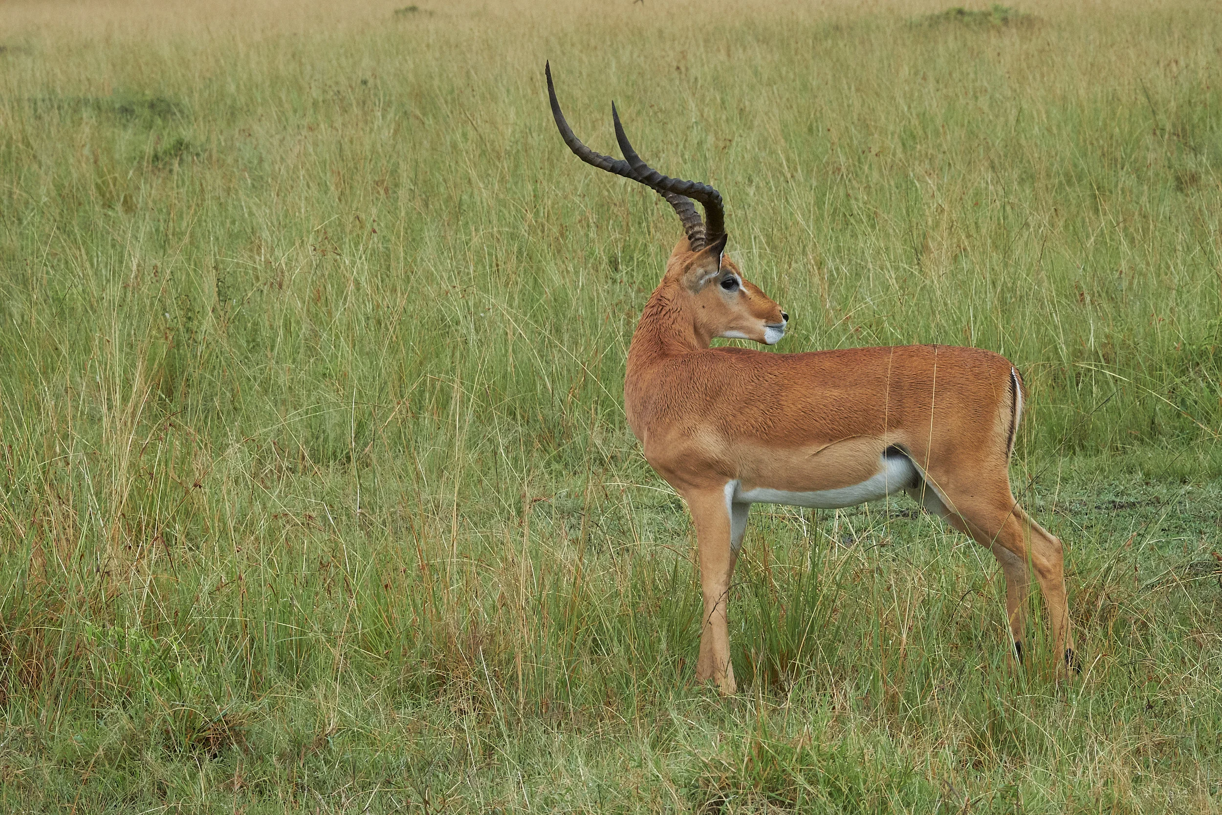 Kenya_15.jpg