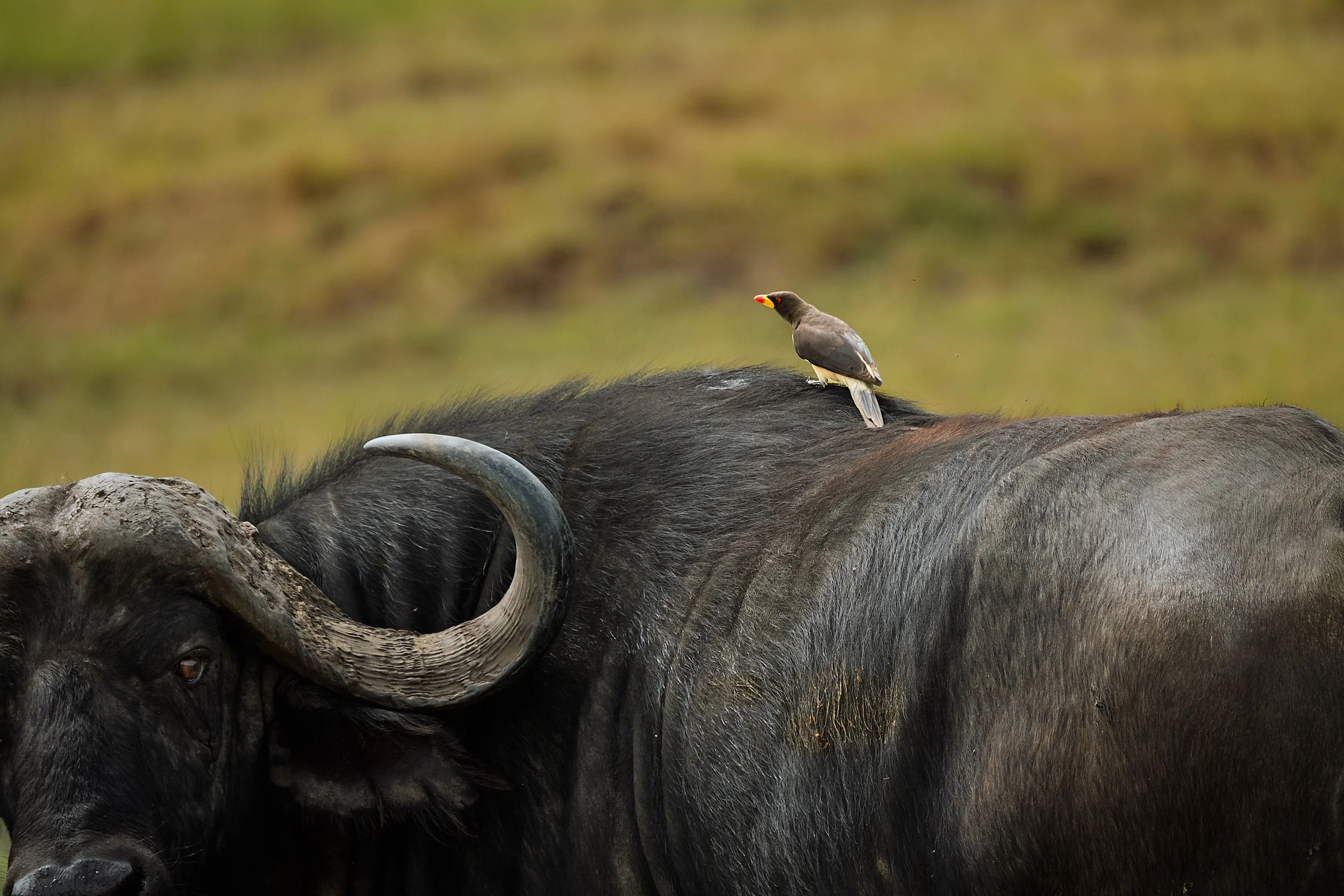 Kenya_18.jpg