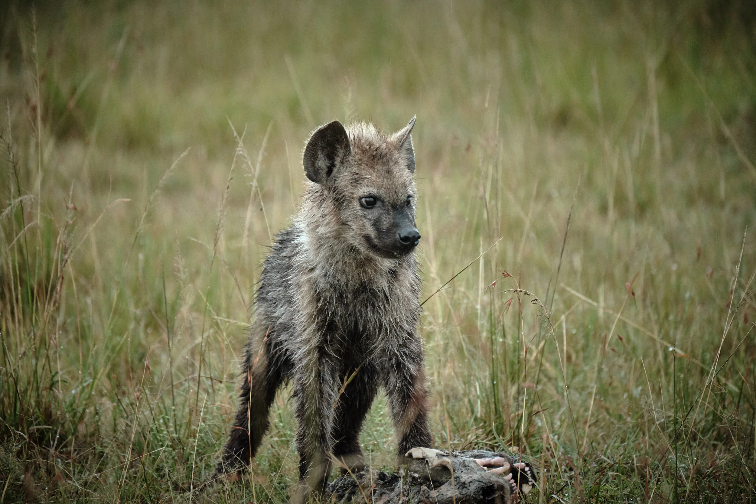 Kenya_18.jpg
