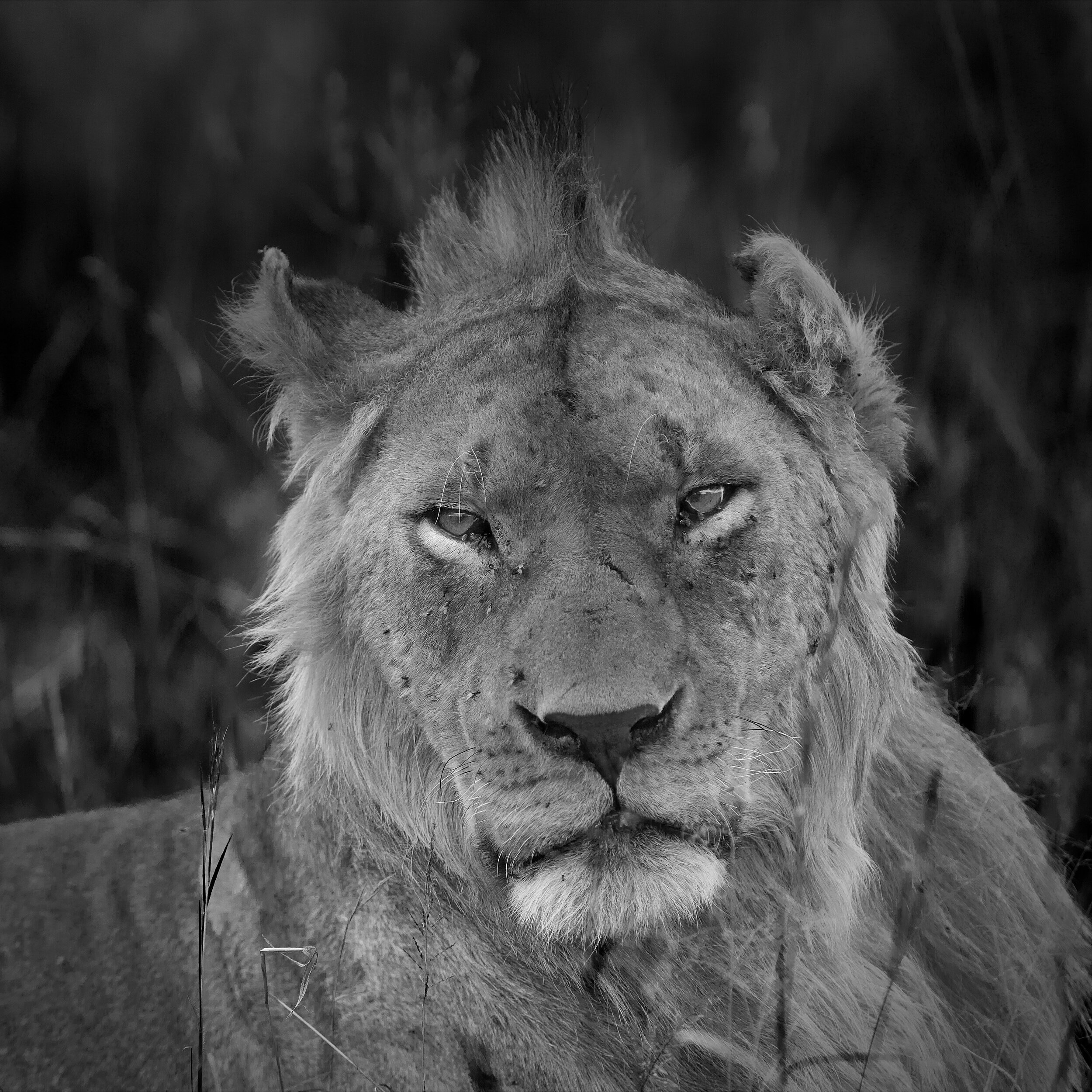 Lion portrait, Masai Mara, Kenya, 2014 - Wildlife003 