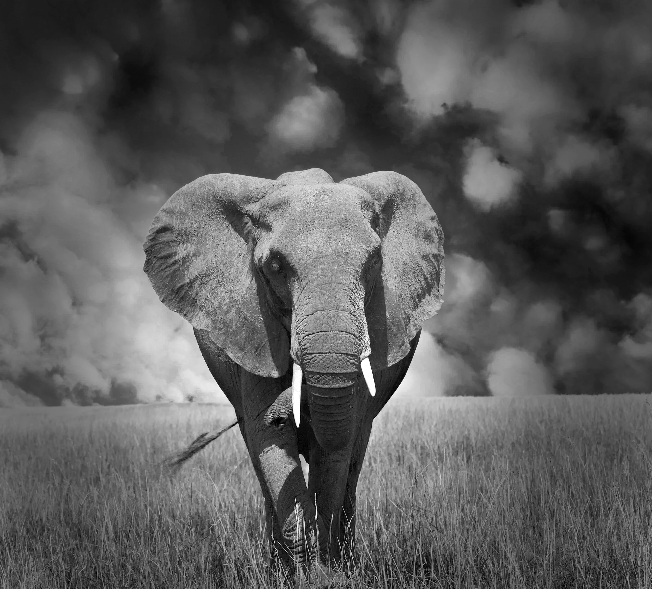  Bull elephant, Masai Mara, Kenya, 2014 - Wildlife006 