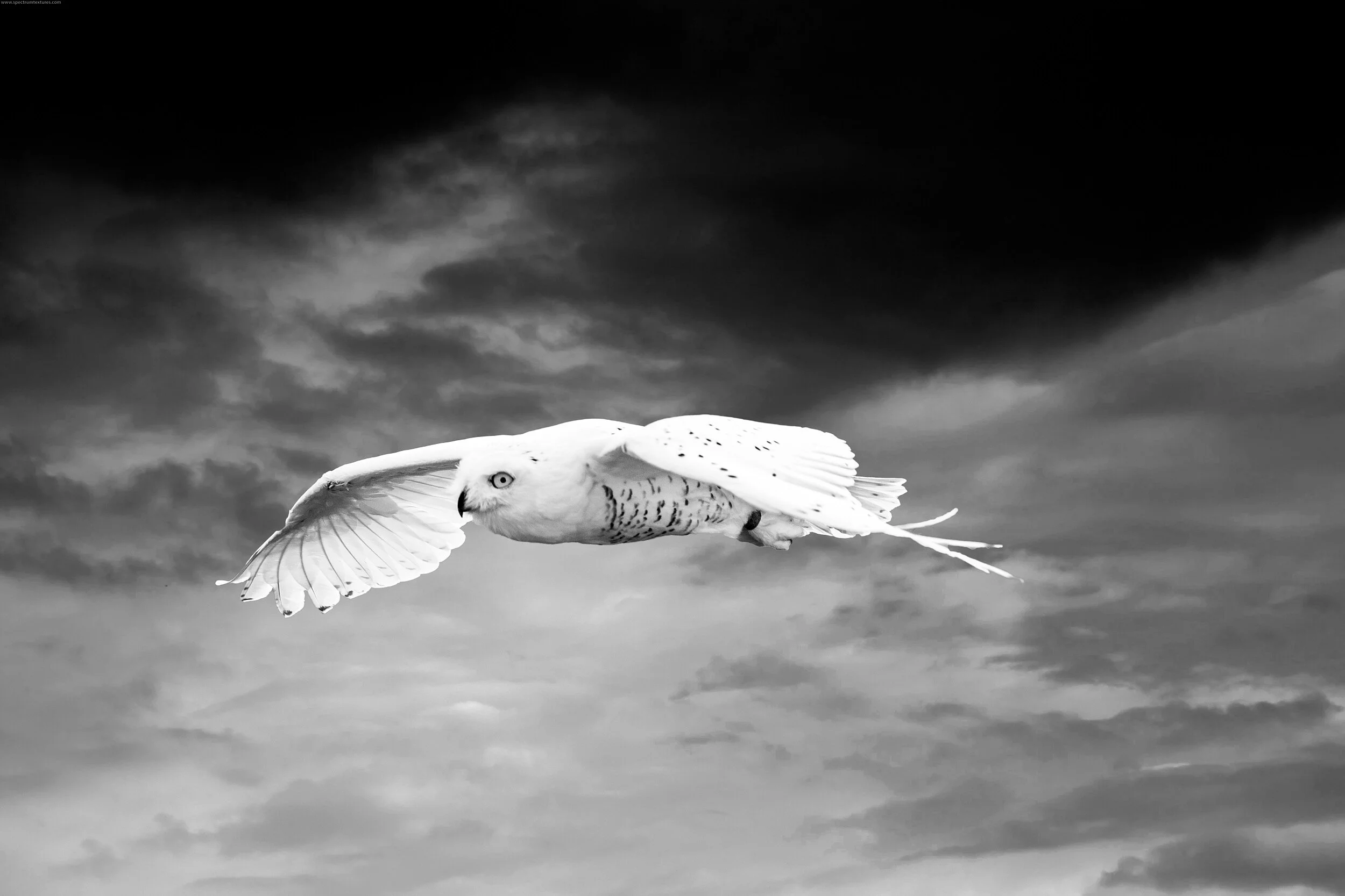  Snowy owl in flight, Ontario, Canada, 2017 - Wildlife007 
