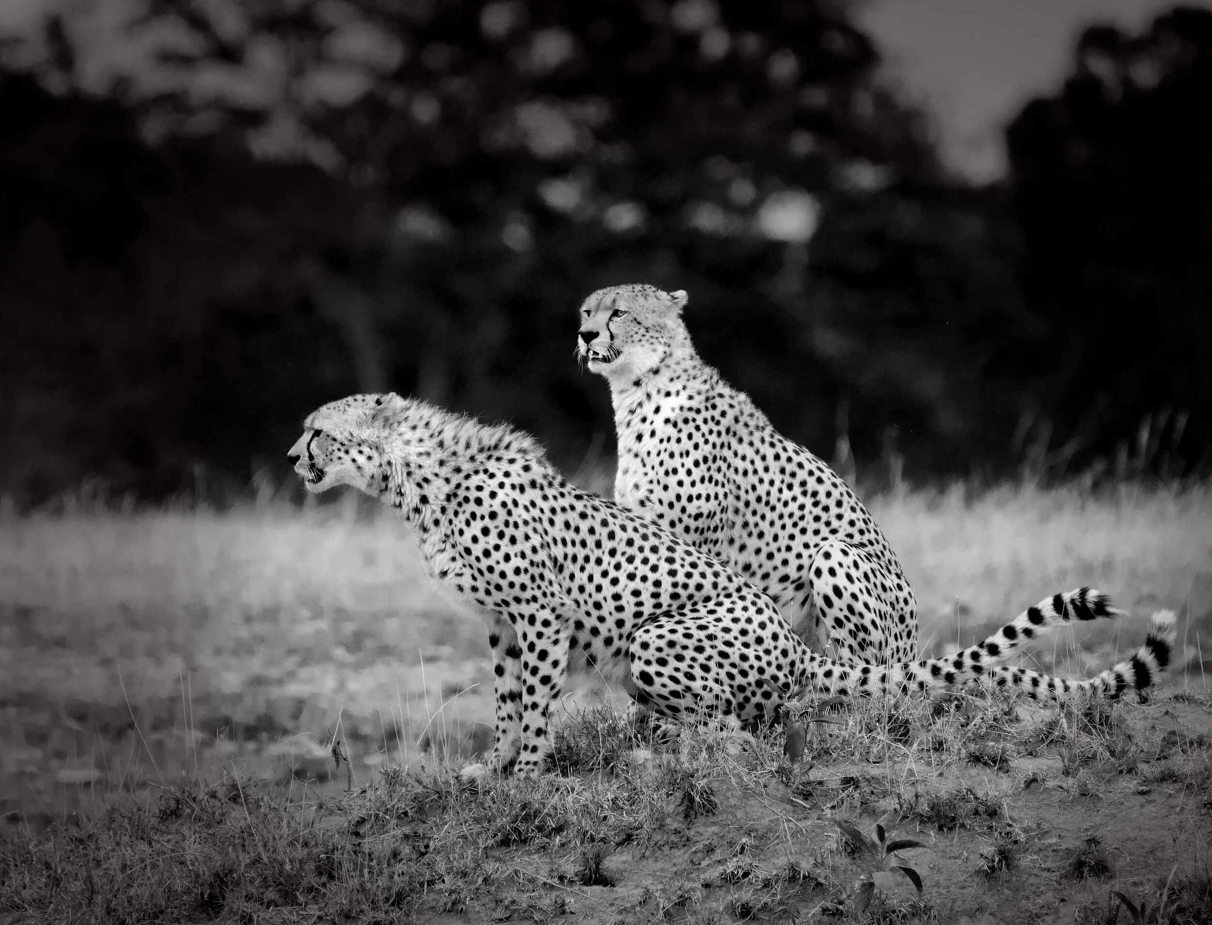  Cheetah brothers hunting, Masai Mara, Kenya, 2016 - Wildlife010 