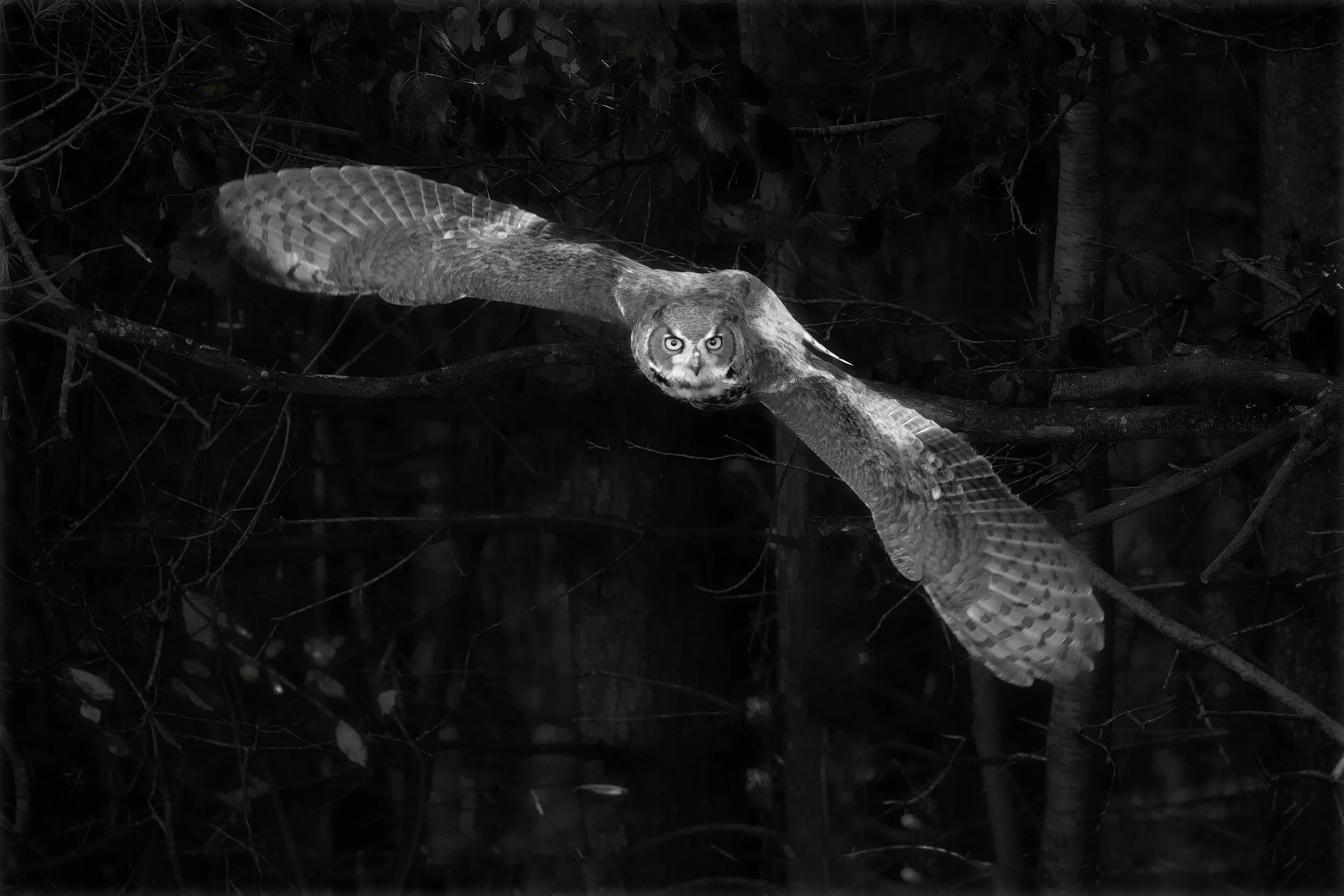  Great horned owl hunting, Ontario, Canada, 2017 - Wildlife012 
