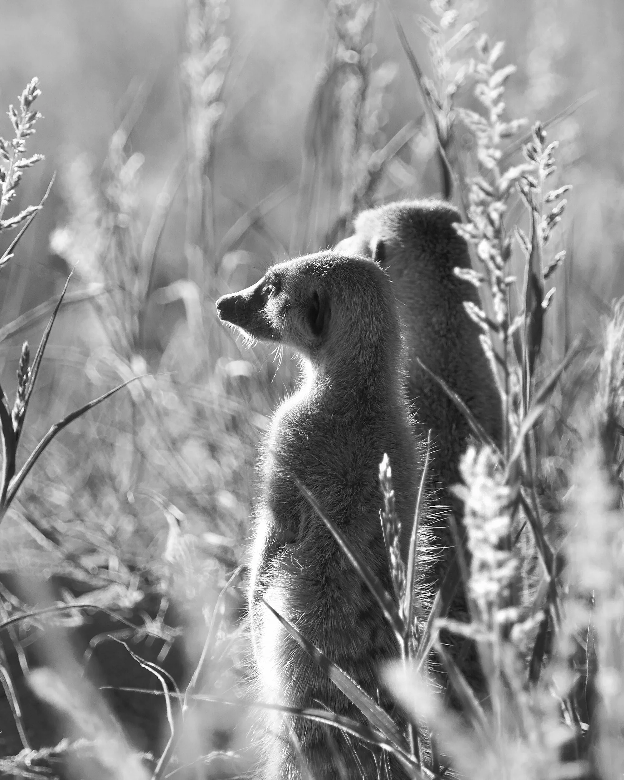  Meercats, Tswalu, South Africa, 2012 - Wildlife018 