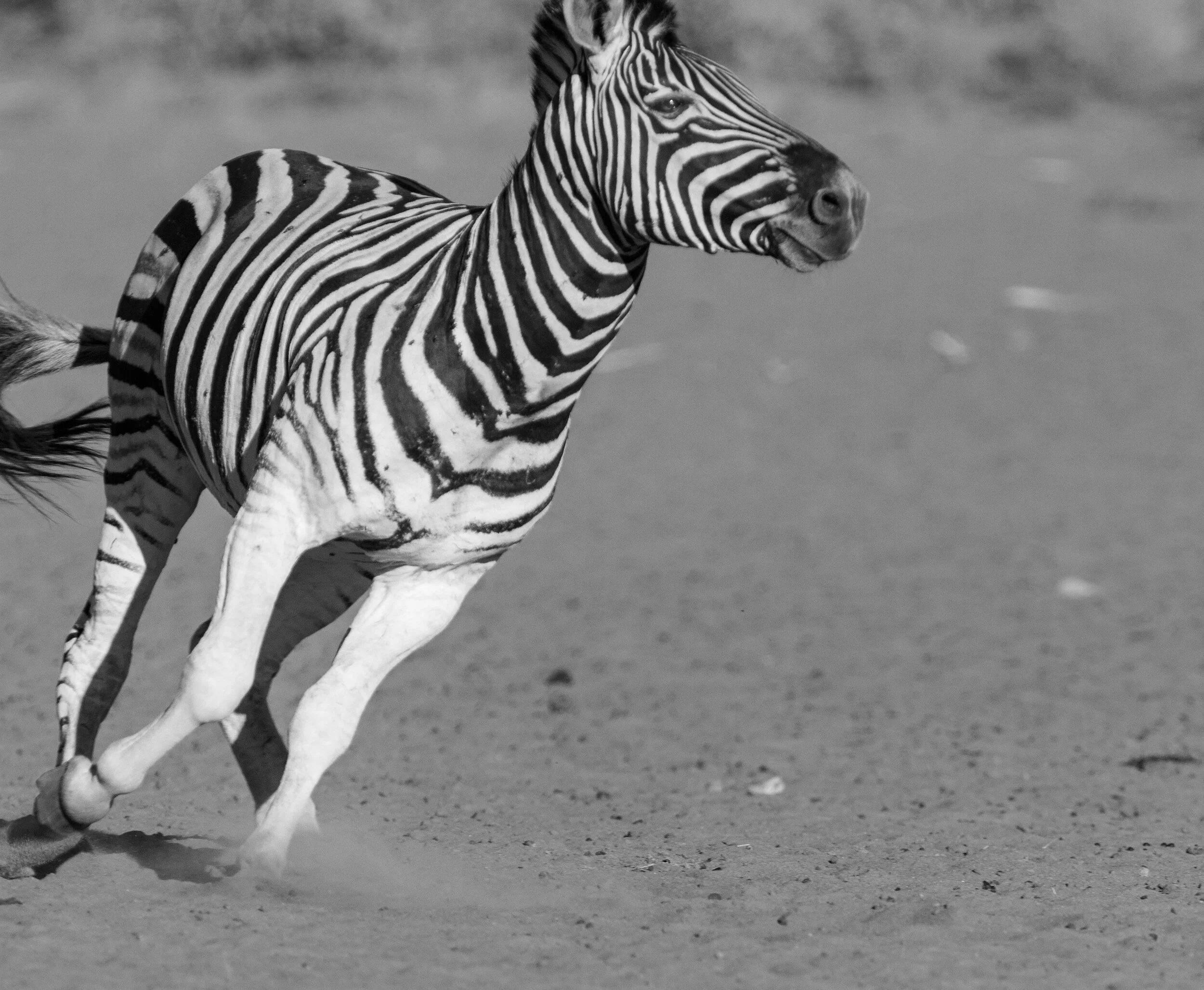  Zebra, Tswalu, South Africa, 2012 - Wildlife019 