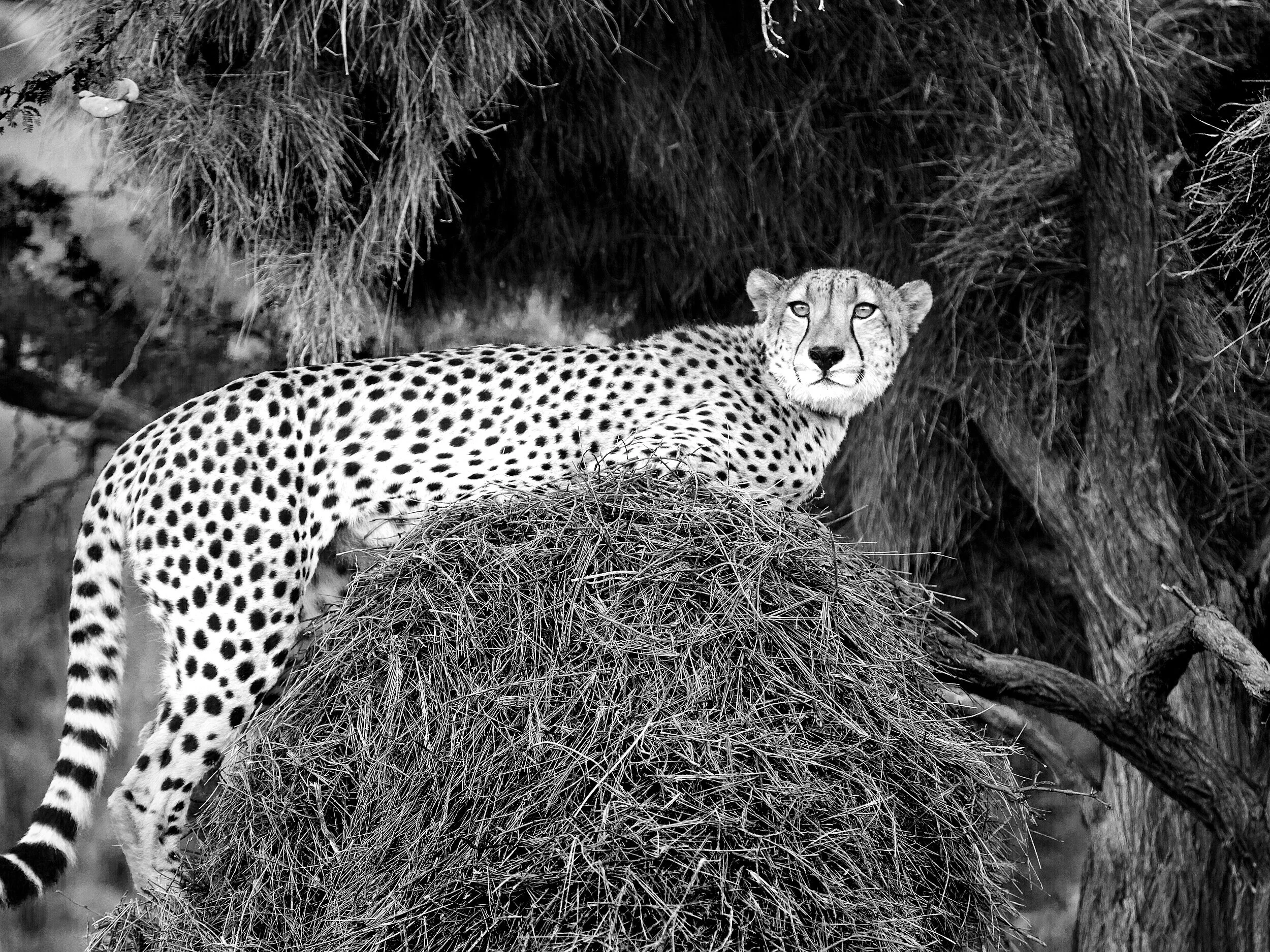  Cheetah on sociable weavers nest, Tswalu, South Africa, 2012 - Wildlife020 