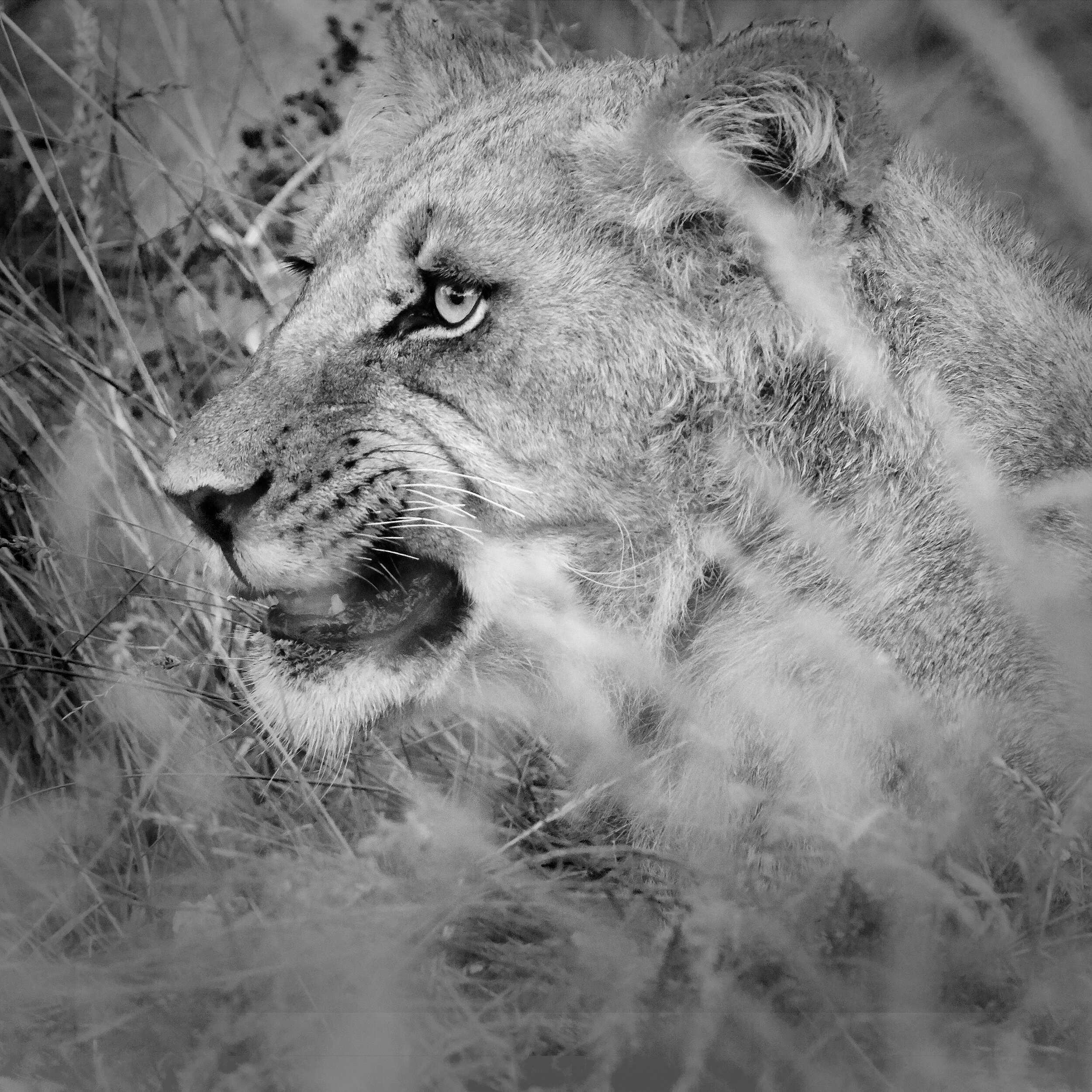  Lioness portrait, Tswalu, South Africa, 2012 - Wildlife017 