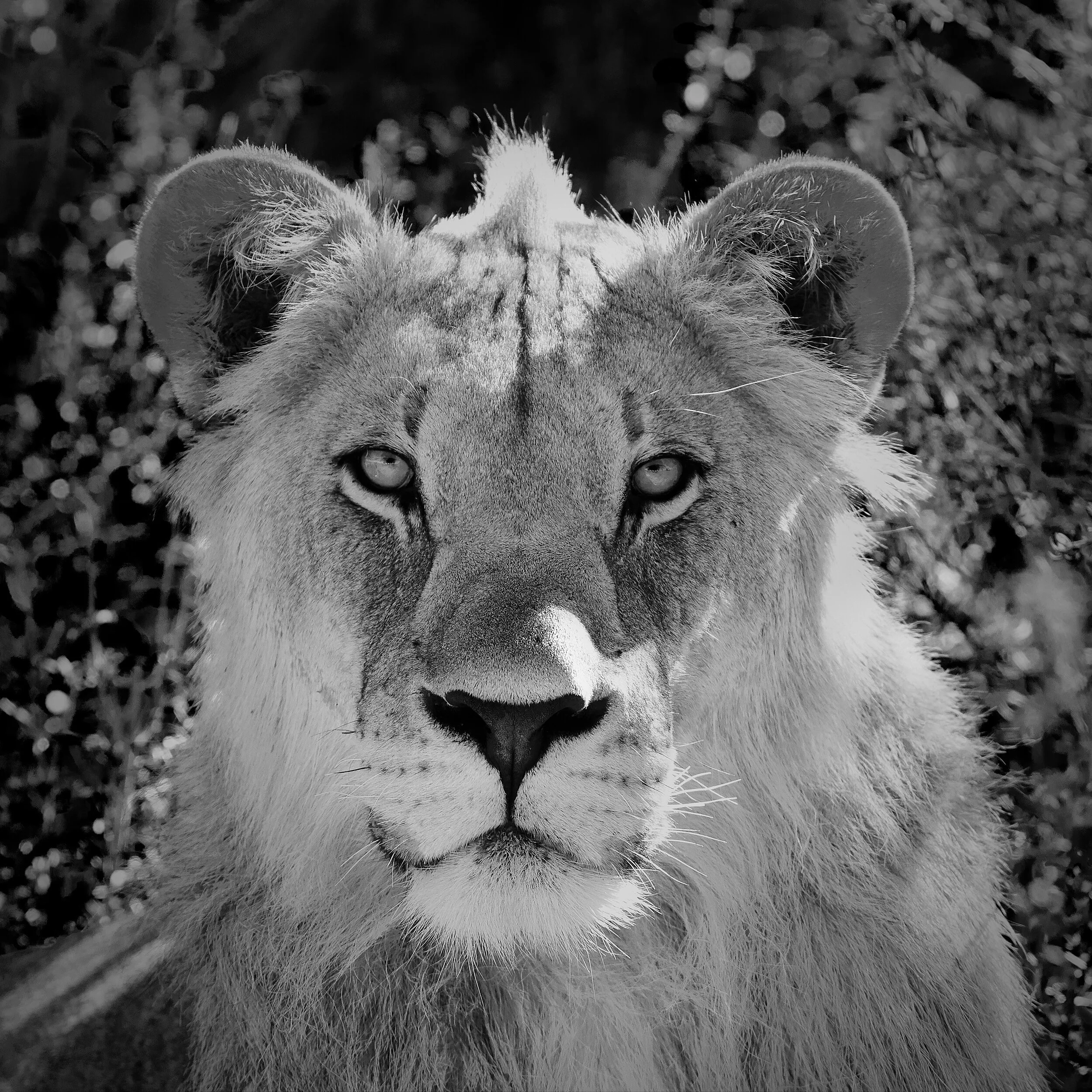  Lion portrait, Sabi Sands, South Africa, 2012 - Wildlife022 