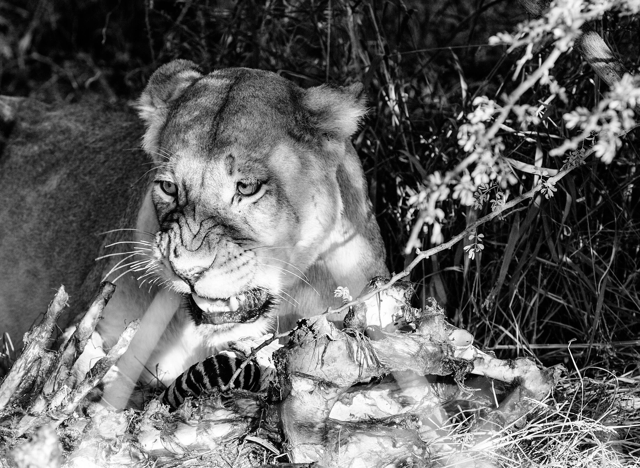  Lioness on a kill, Tswalu, South Africa, 2012 - Wildlife023 