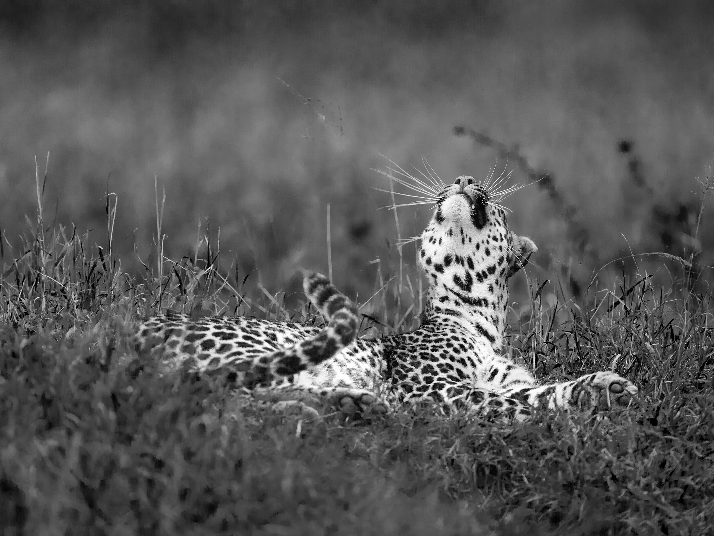  Leopard  stretching, Masai Mara, Kenya, 2014 - Wildlife002 