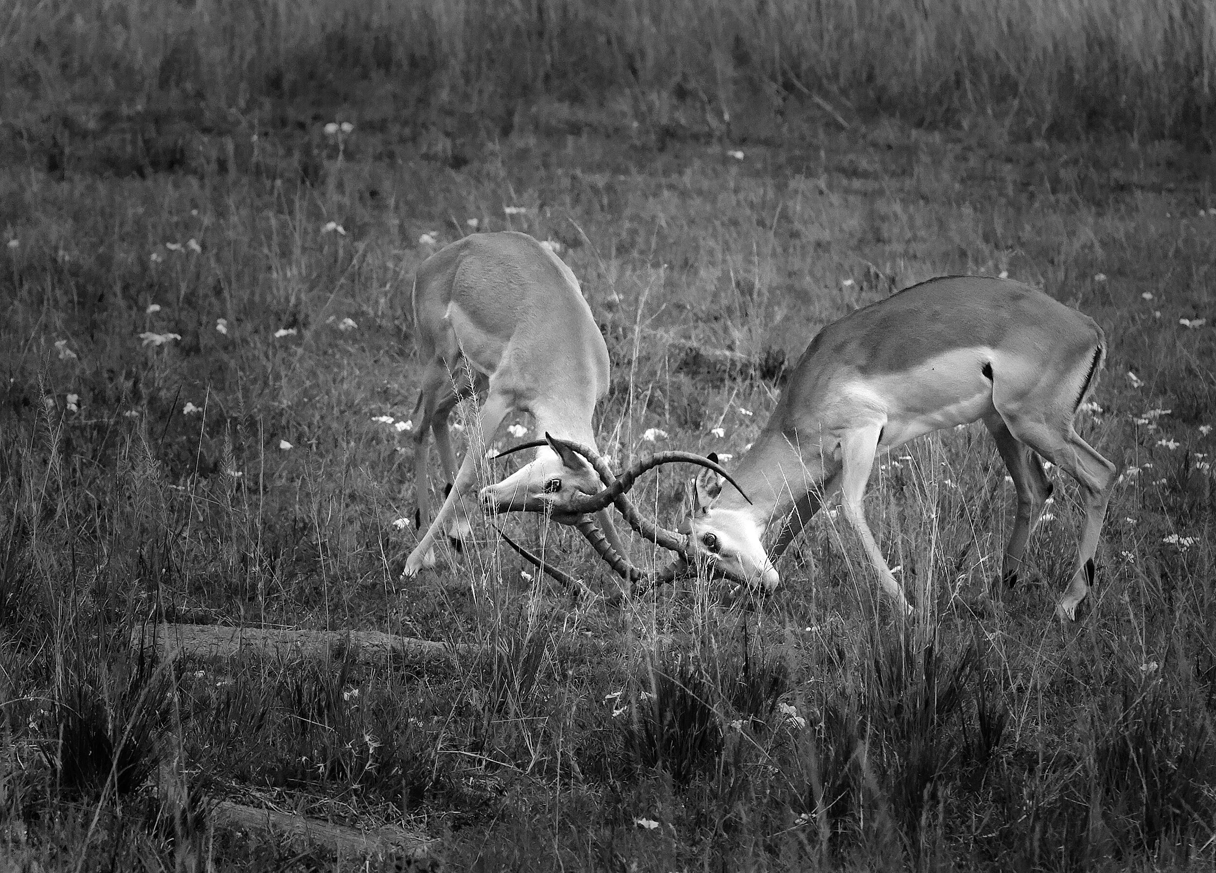  Male impala territorial defense, Masai Mara, Kenya, 2014 - Wildlife005 