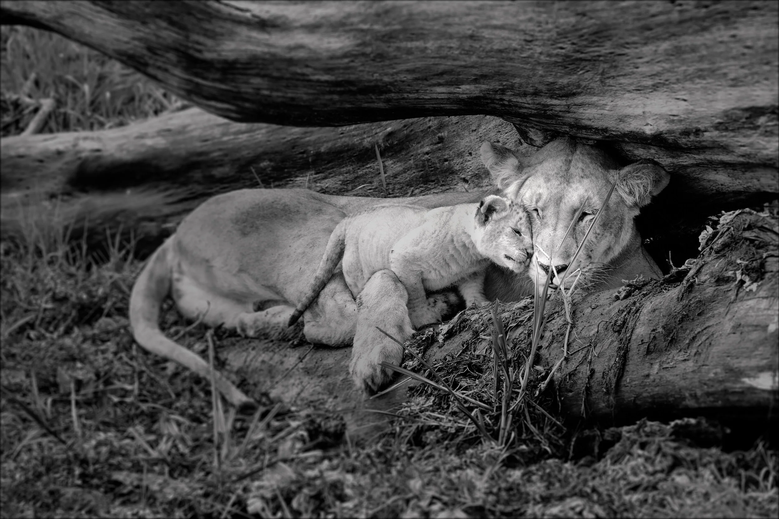  Lioness and cub, Masai Mara, Kenya, 2018 - Wildlife009 