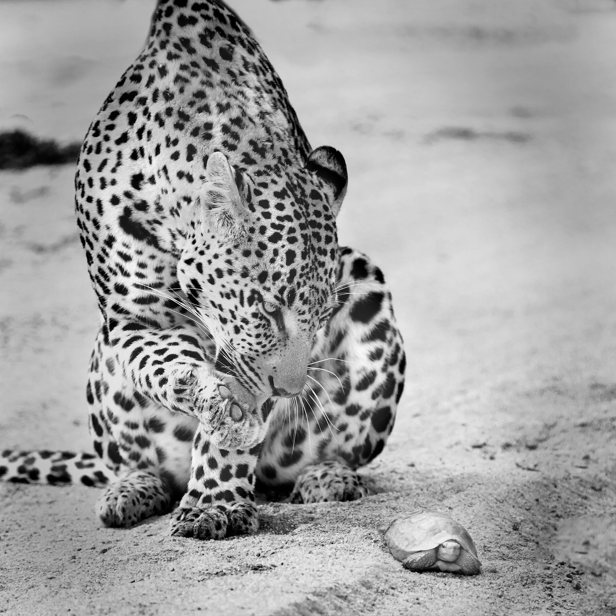  Leopard and tortoise, Sabi Sands, South Africa, 2012 - Wildlife015 