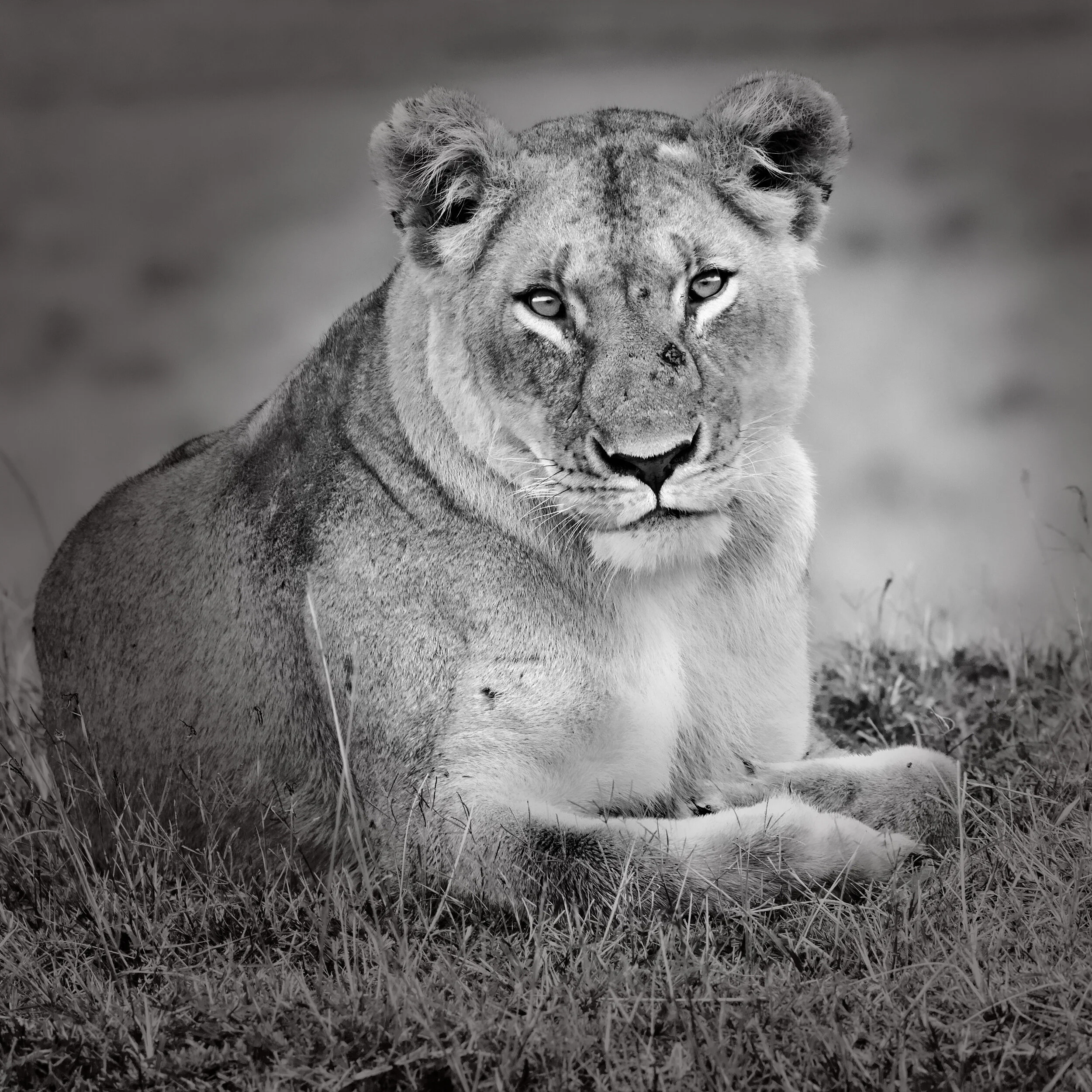  Lioness portrait, Masai Mara, Kenya, 2014 - Wildlife008 