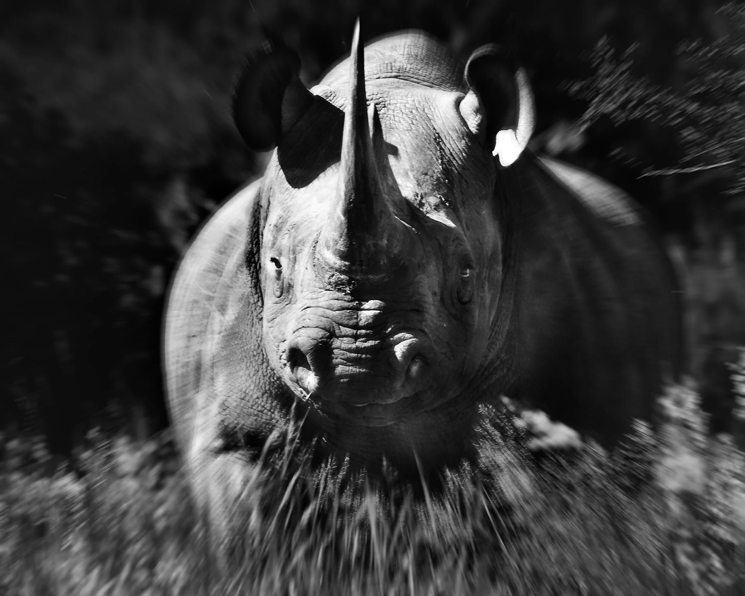  Black rhino charging, Tswalu, South Africa, 2012 - Wildlife016 