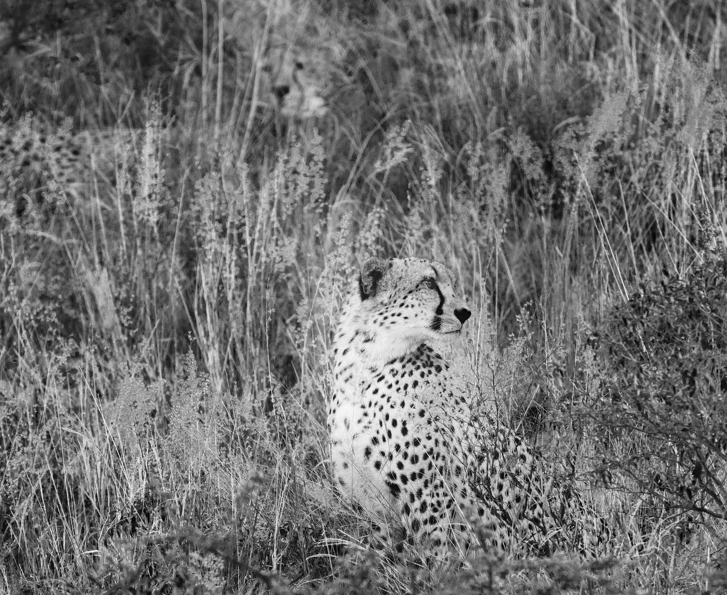  Cheetah on watch, Tswalu, South Africa, 2012 - Wildlife021 