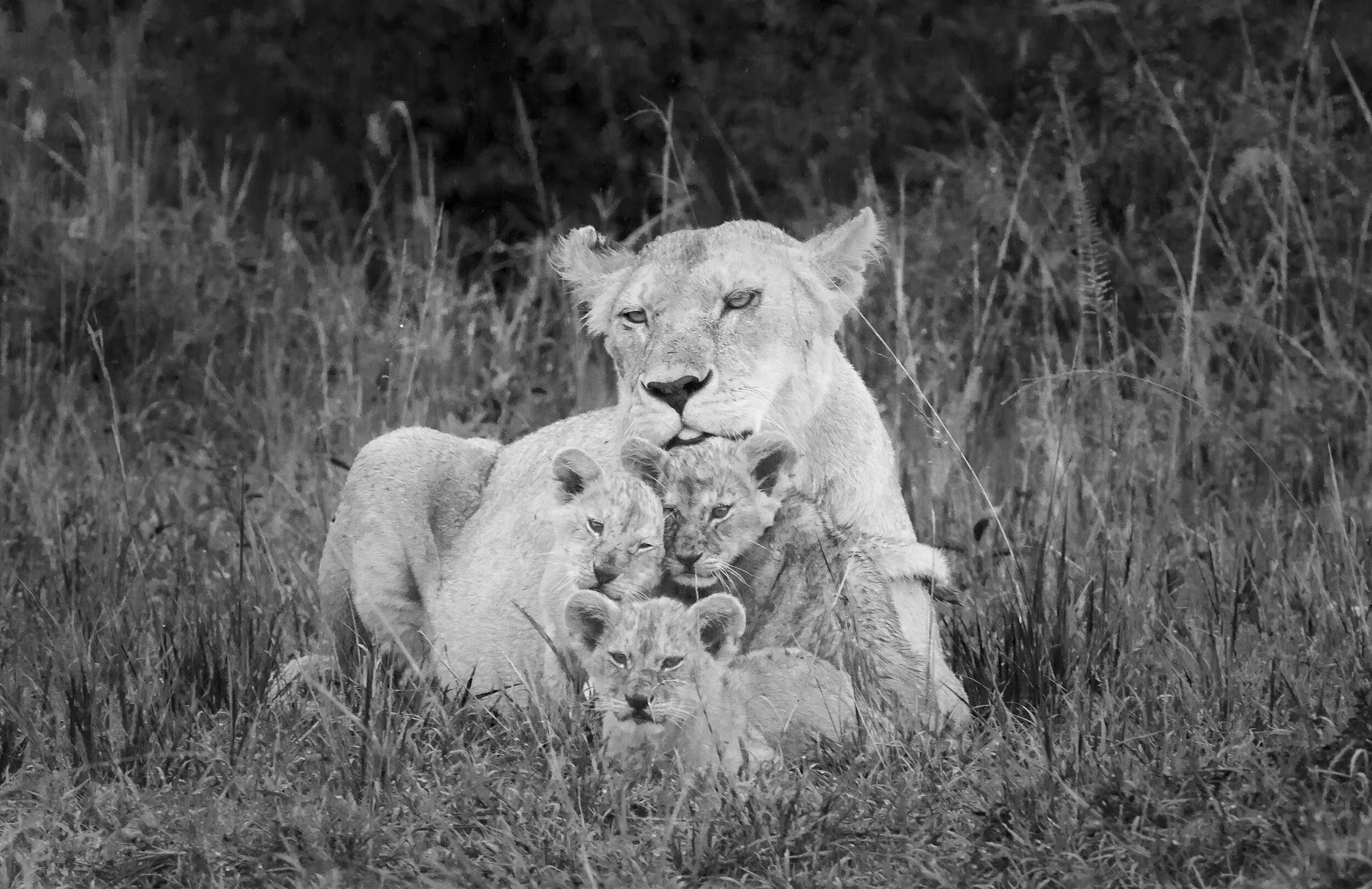  Lioness and cubs, Masai Mara, Kenya, 2014 - Wildlife011 