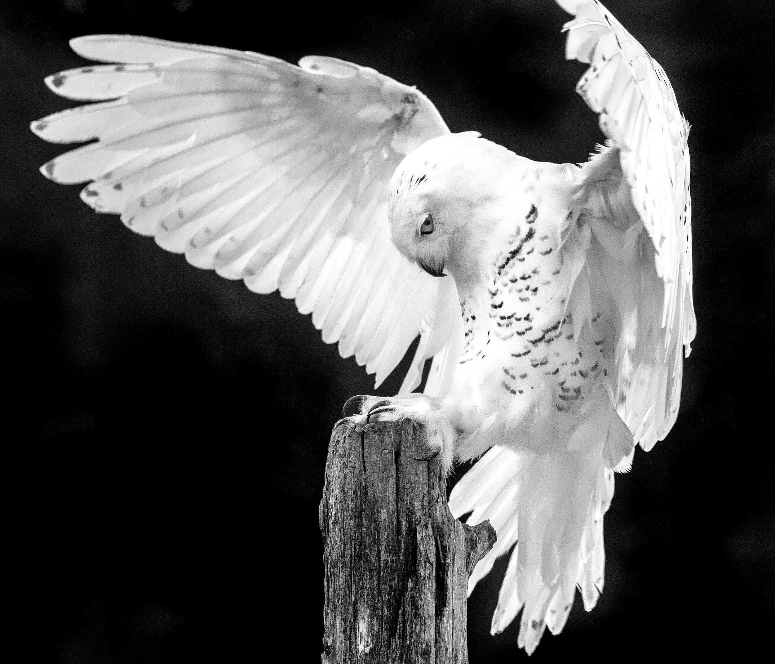  Snowy owl, Ontario, Canada, 2018 - Wildlife013 