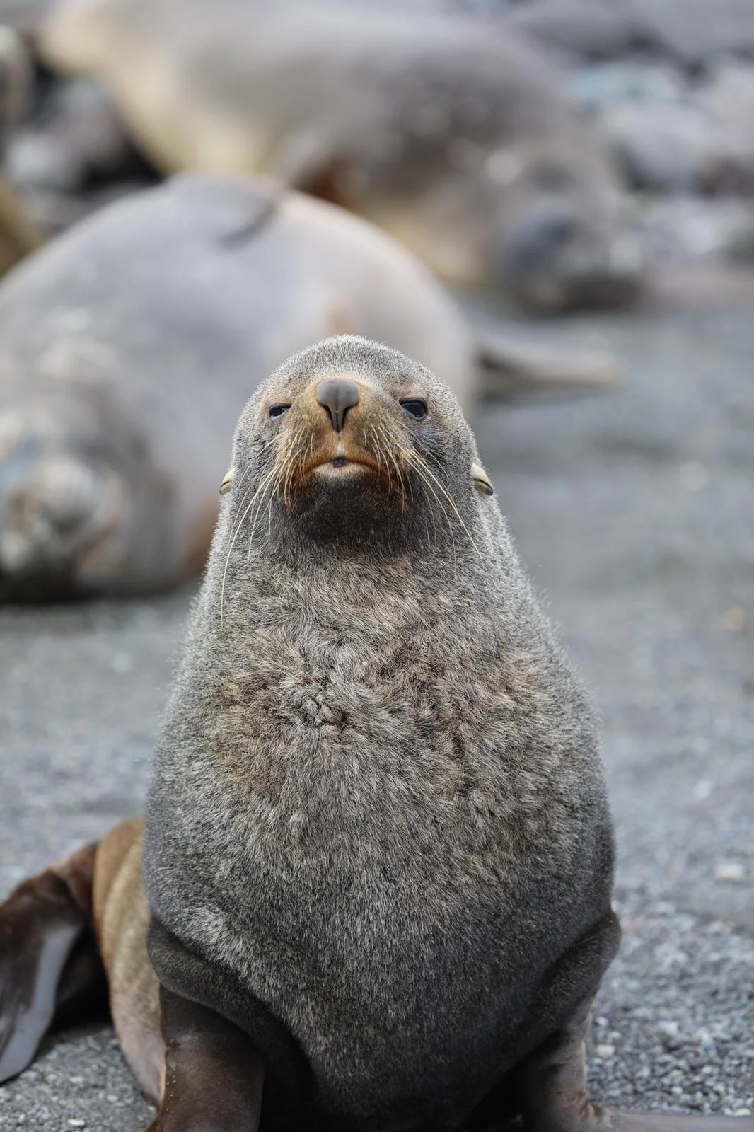 South Georgia Island - Tuesday, March 1