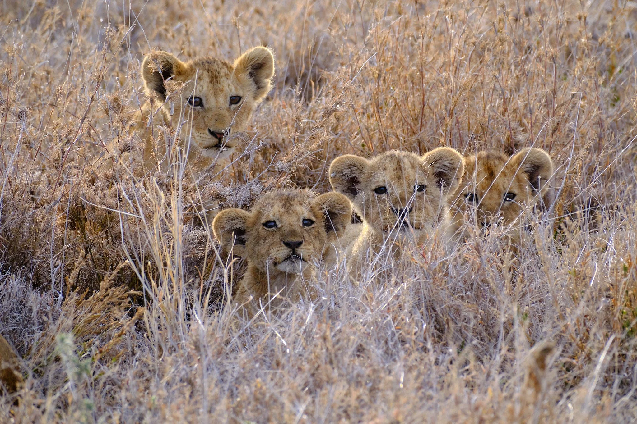 On the Serengeti - December 4