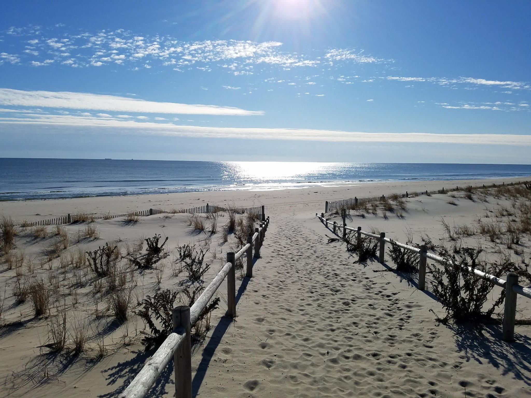 Black Eyed Susans LBI