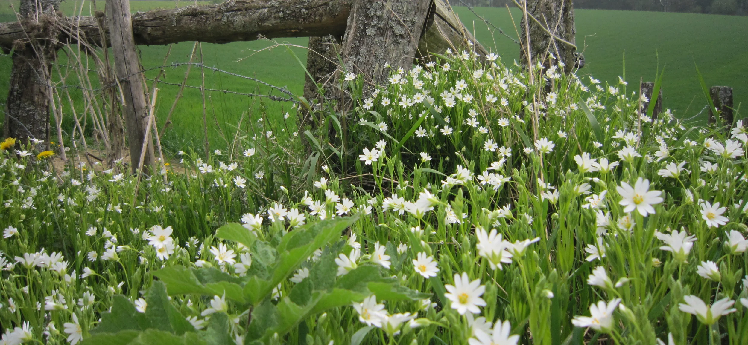 wittebloemen-uitsnede2-aangepast.jpg