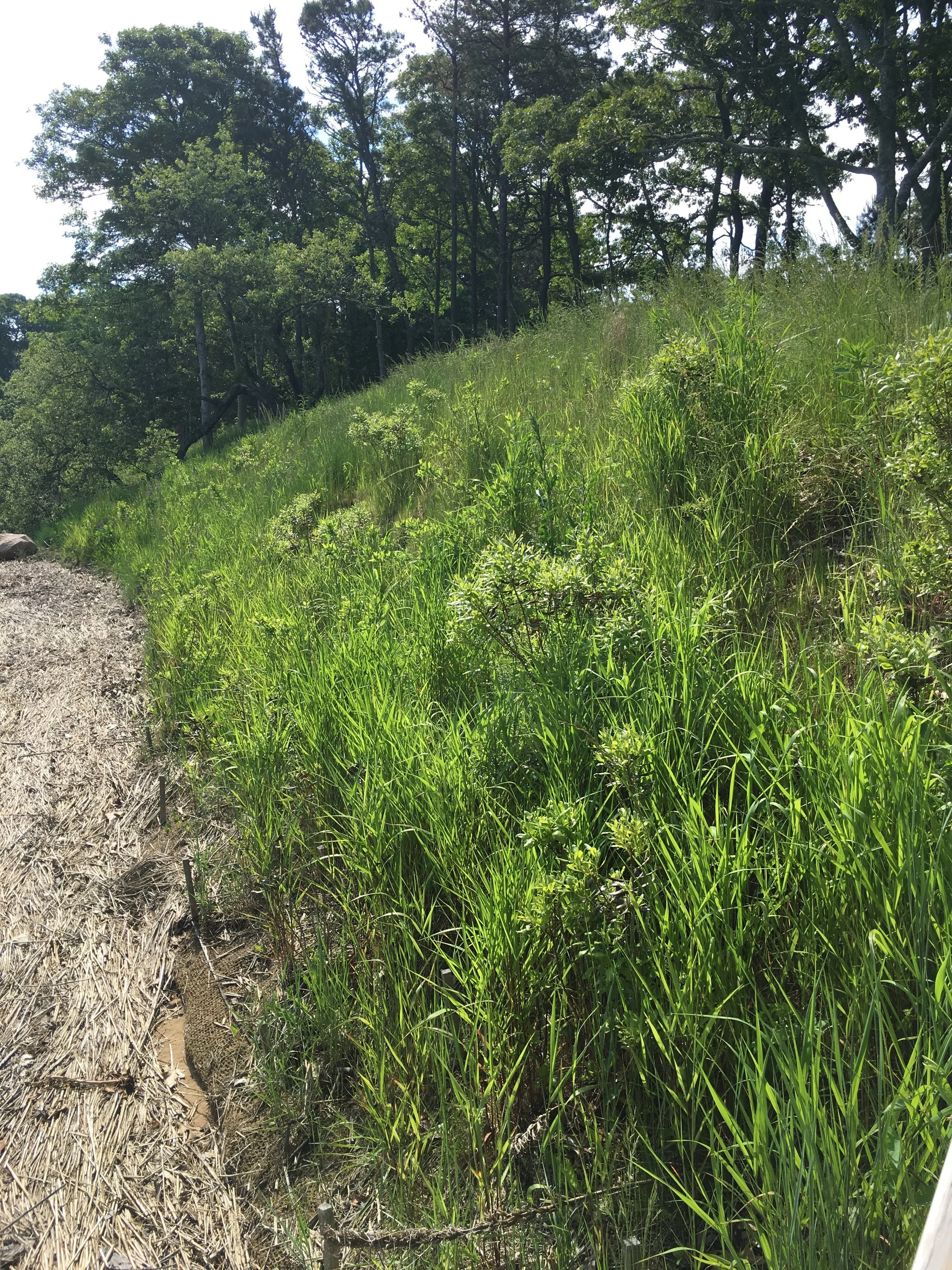 NAMEQUOIT RIVERFRONT RESTORATION II