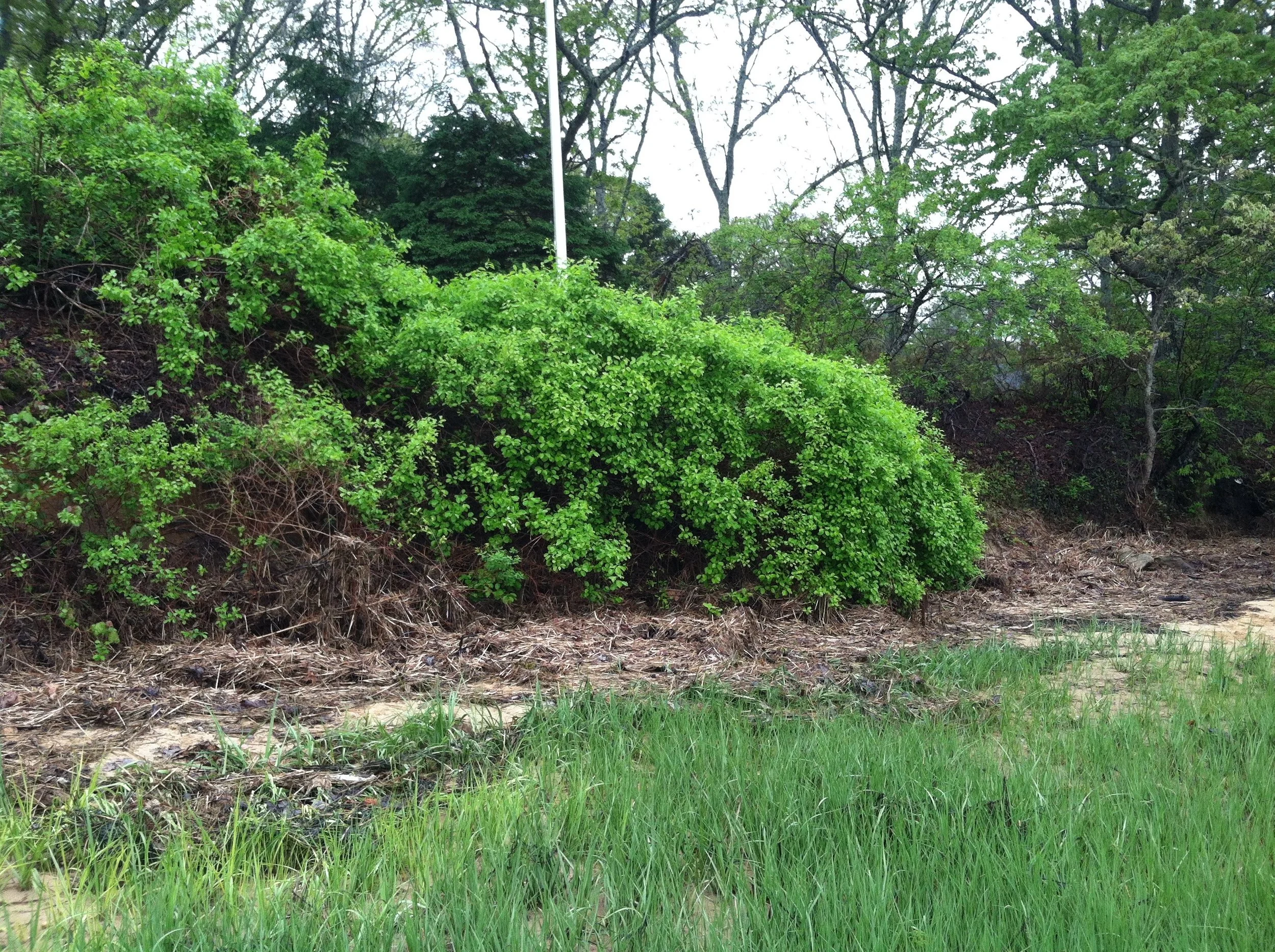 NAMEQUOIT RIVERFRONT RESTORATION II