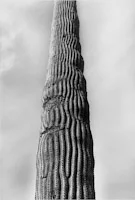 American Desert II-29, 1994 (2006)