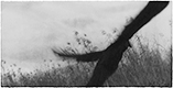 Everglades 18, 2014 (2015)