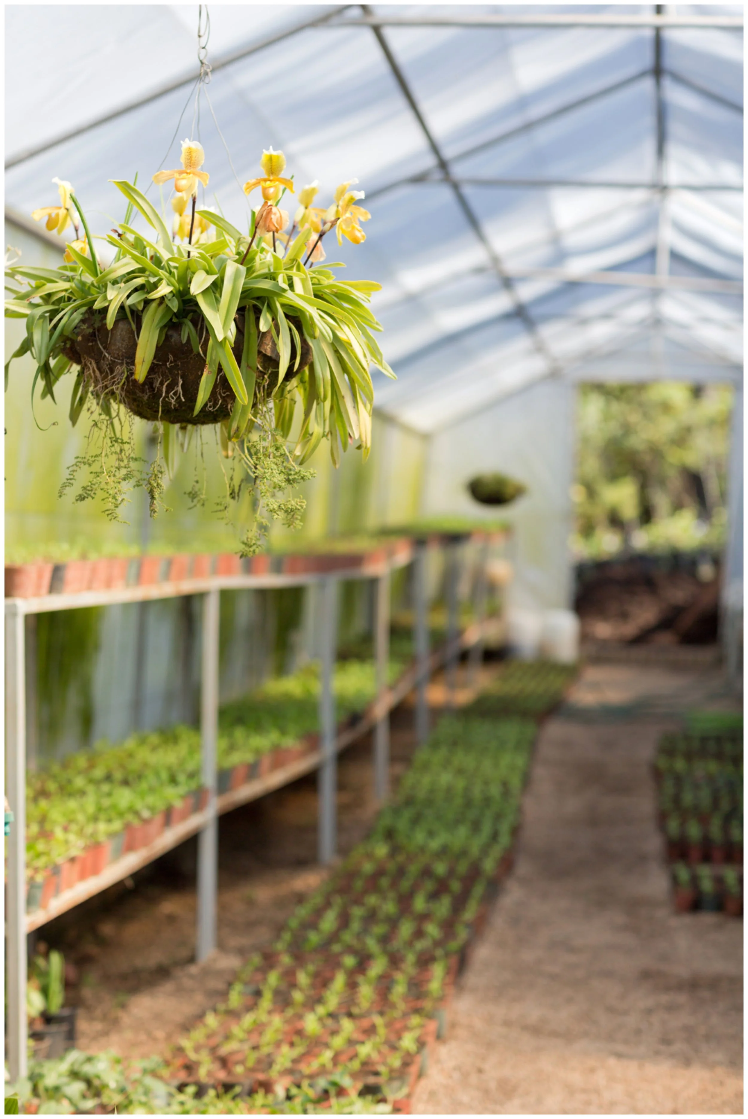 AntoniasWay17048 - hothouse.jpg