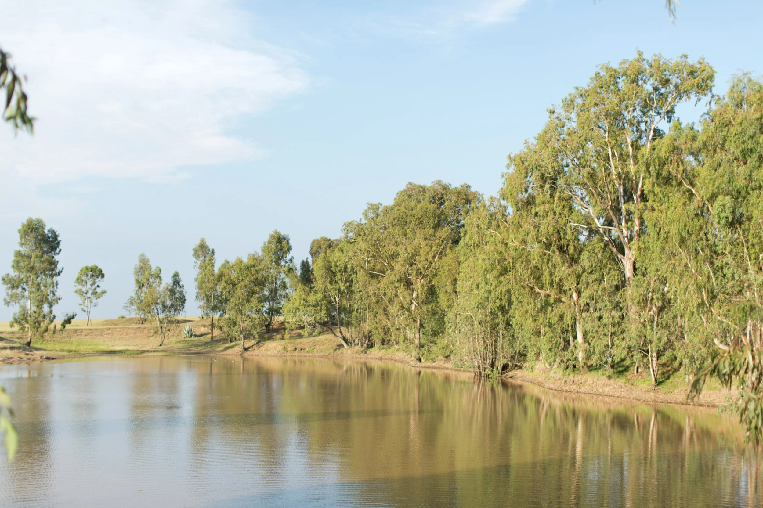 2BellasWoodlands045.jpg