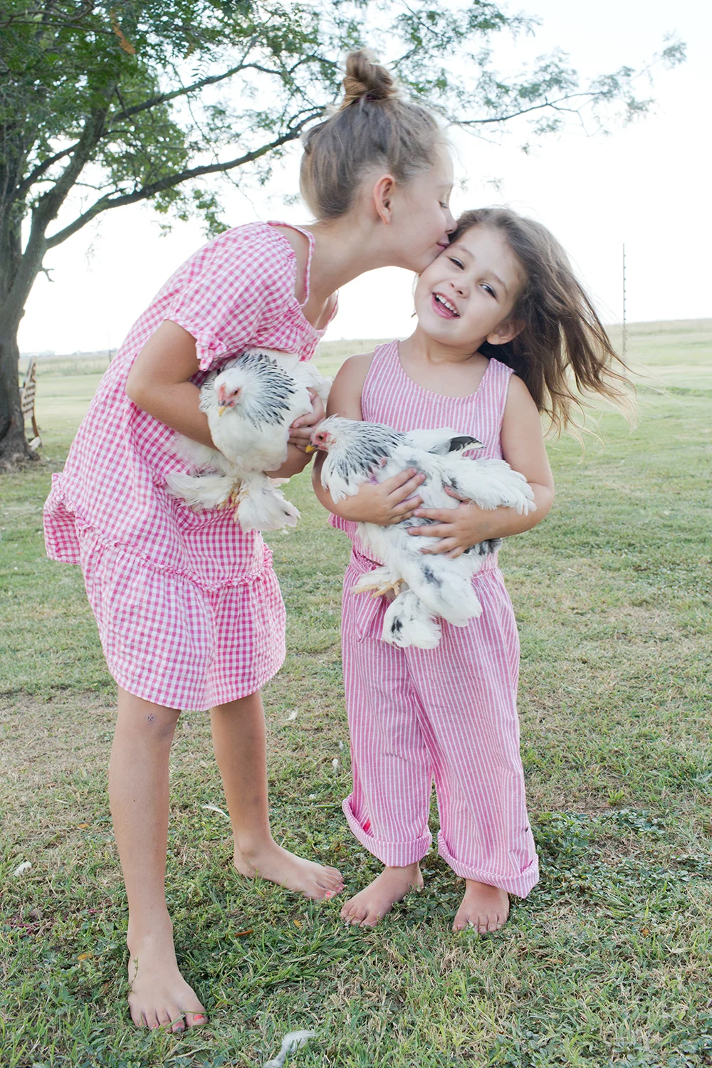 Chickens