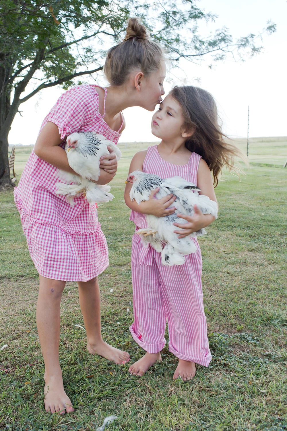 Chickens