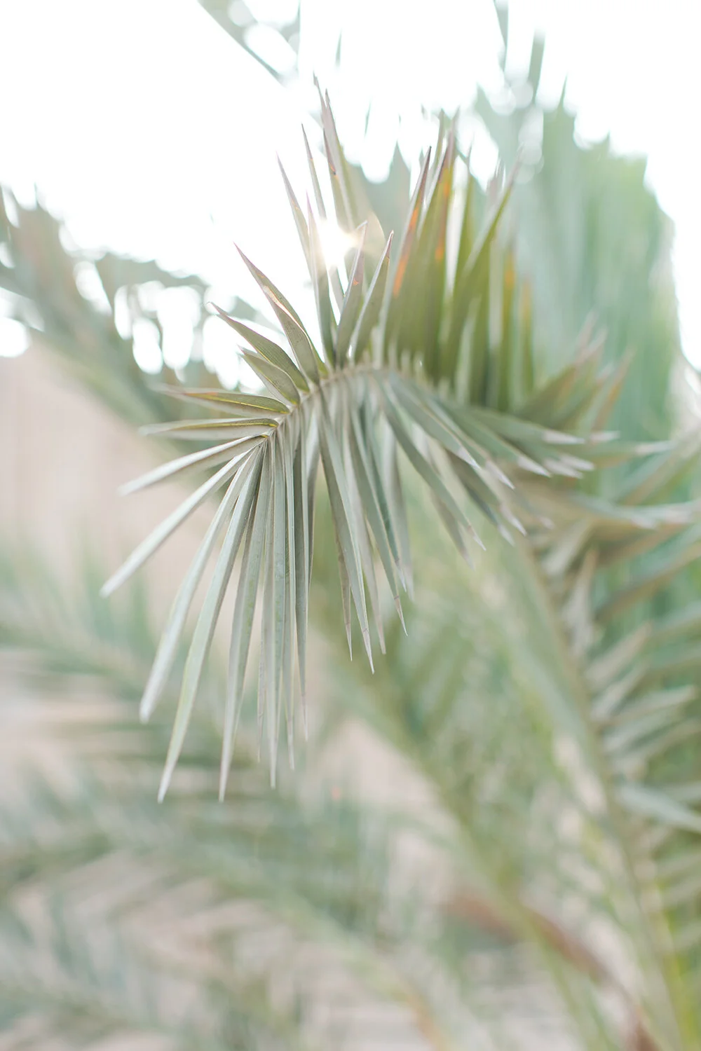 Lens Flare Palmleaves {Color}