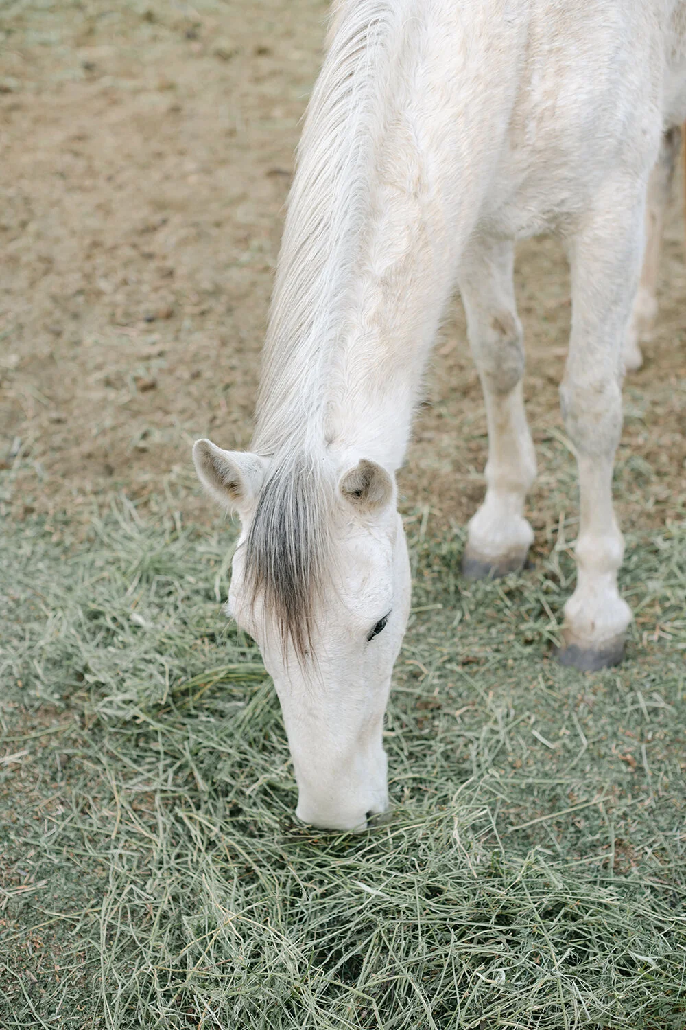 Karoo Ranching