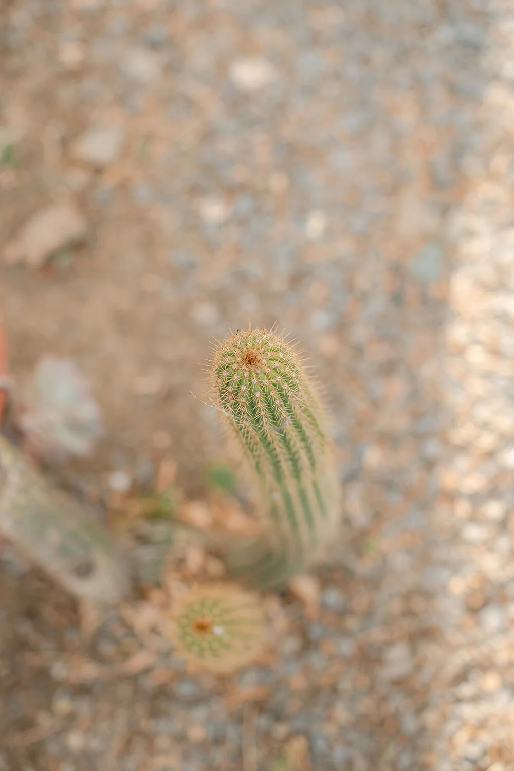 Karoo Ranching