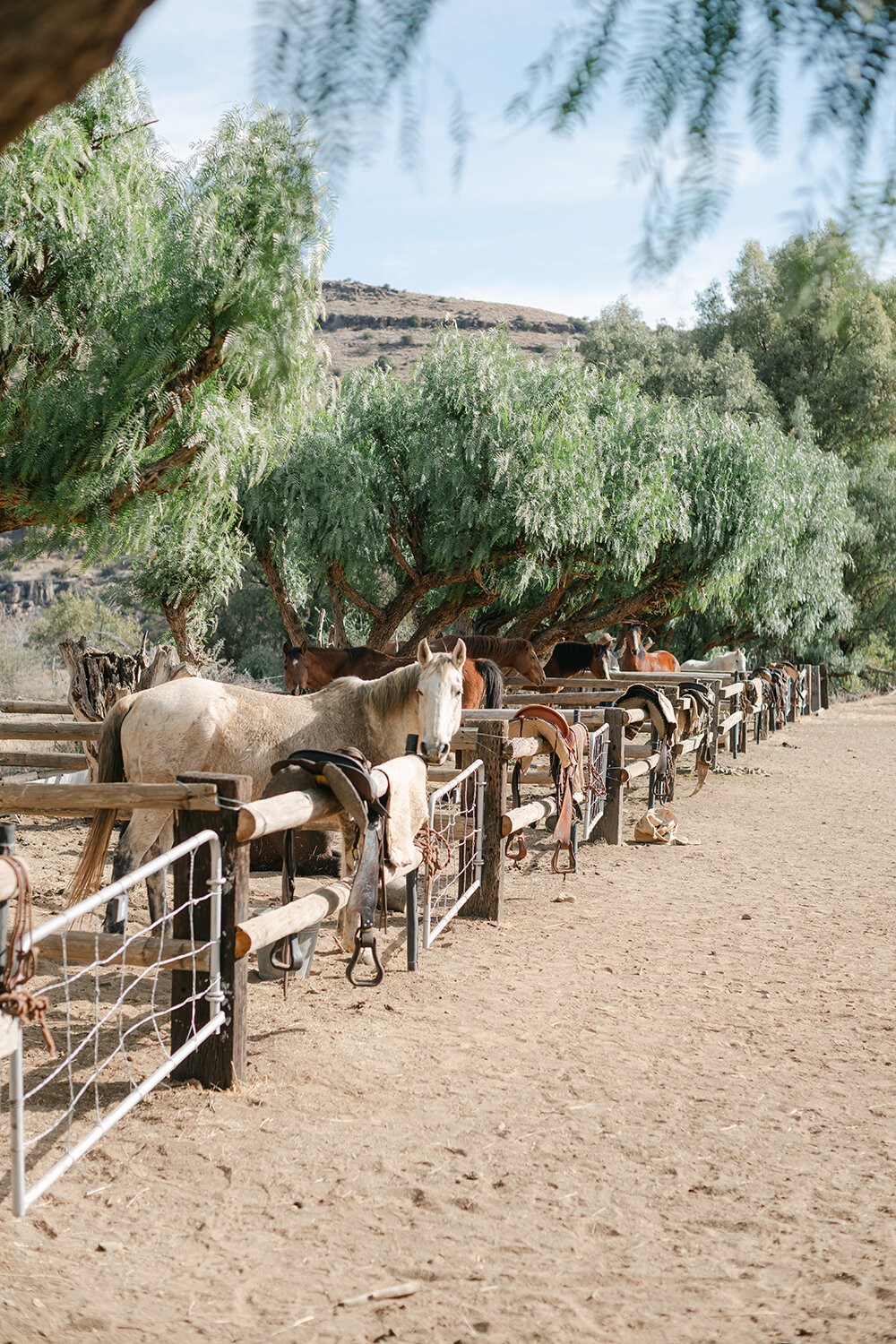 Karoo Ranching
