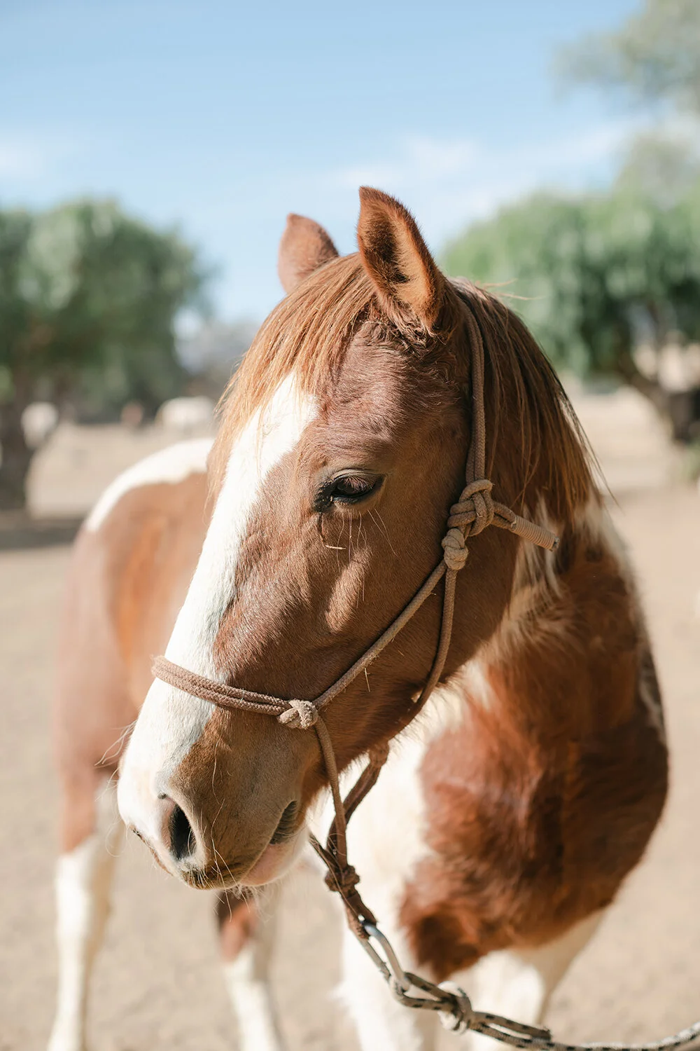 Karoo Ranching