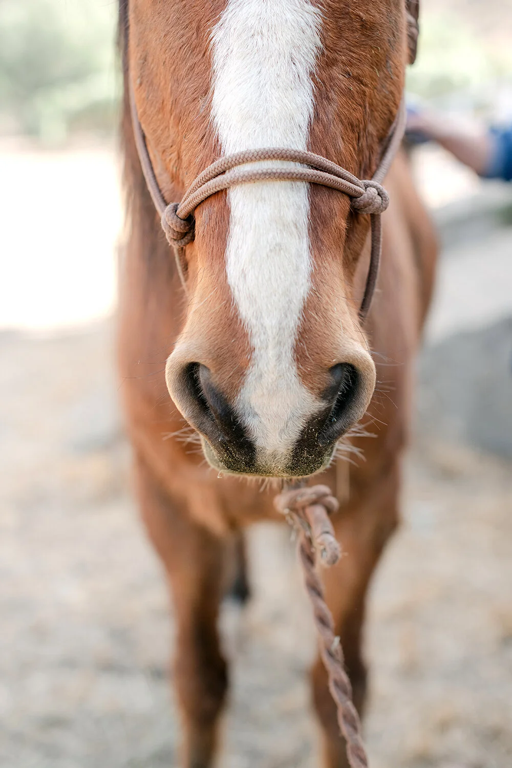 Ranching in the Great Karoo 