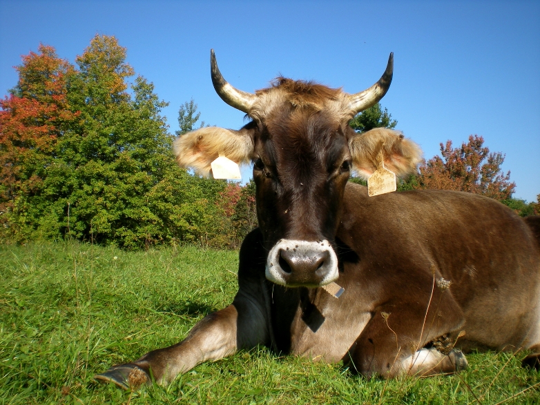 Sampling for Men's Journal - HVF dairy cow out in the pasture.JPG