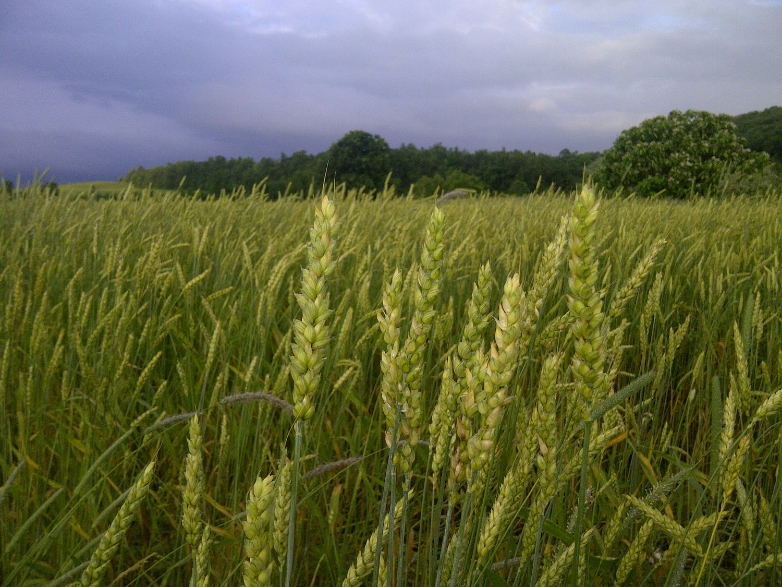 CCCC - Organic wheat growing in the fields at Hawthorne Valley Farm.jpg