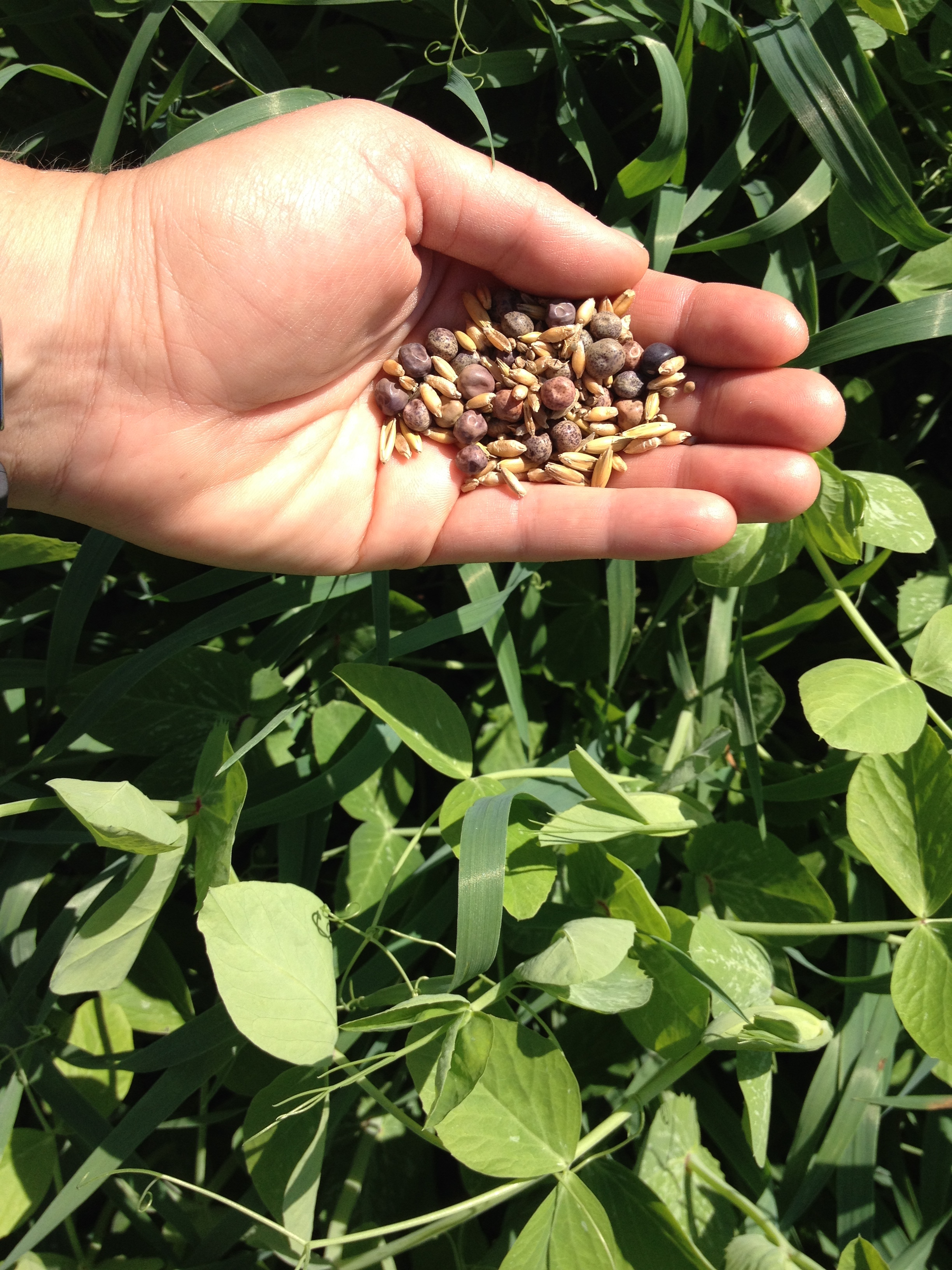 Soil Saturdays: Meet the Invisible Farm