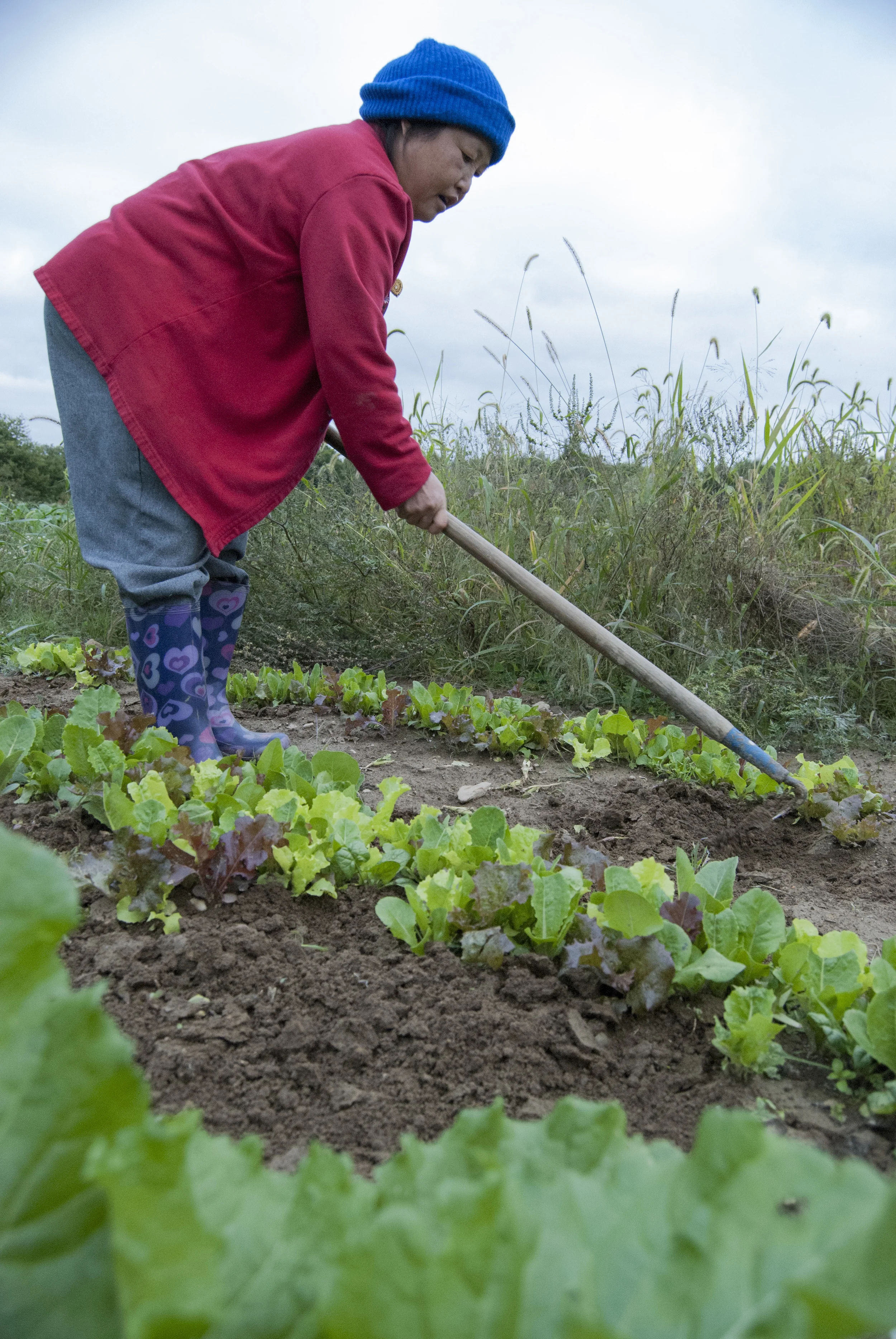  The Yang's and two of their helpers, Sarah Lee and Vue, have to divide the farm into sections when picking the produce to avoid too much time being spent in one place. Turning the dirt over, Song makes sure the roots are covered in order for the pla