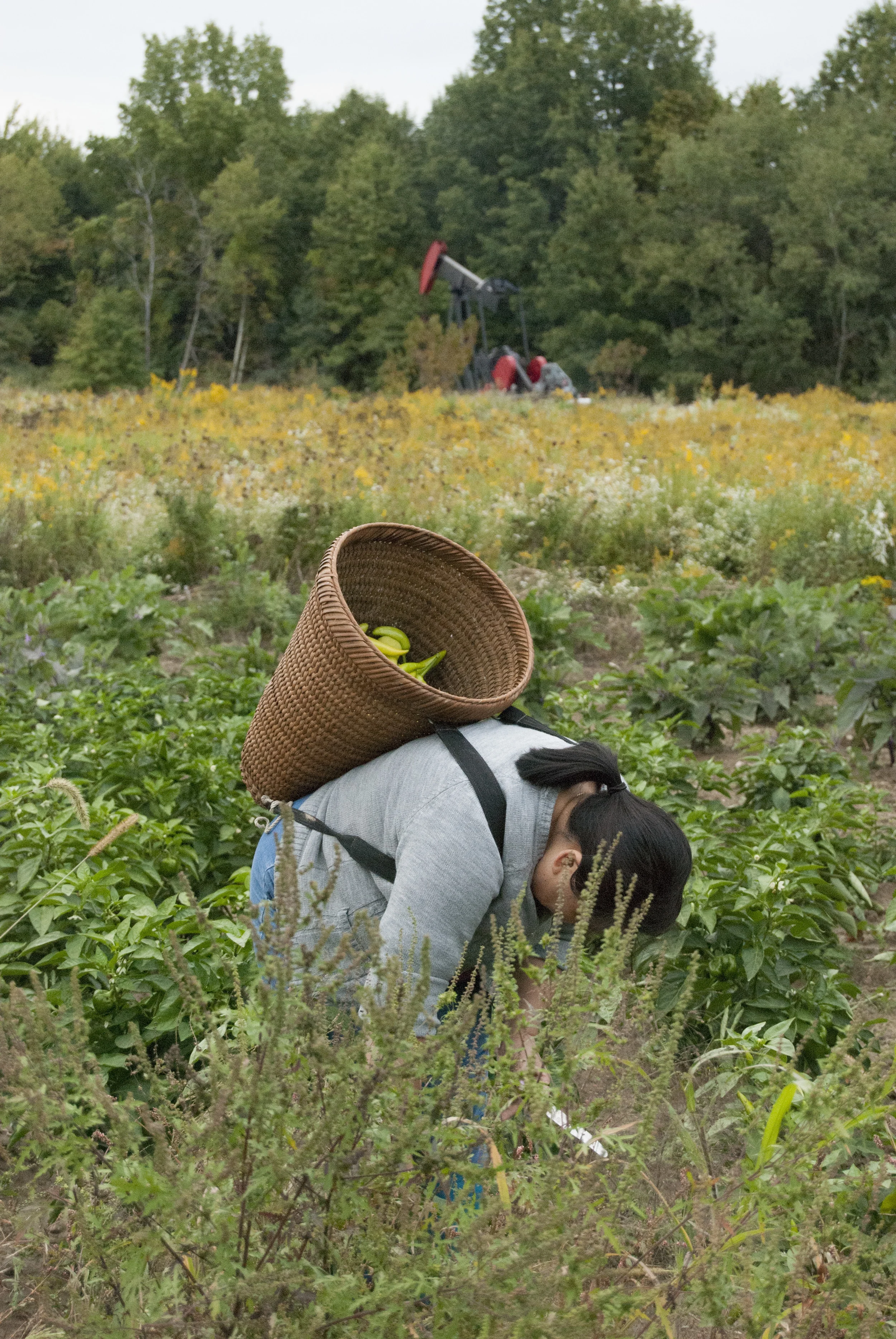  True Vue, True Yang's cousin and one of the few who helps pick the vegetation on the farm, throws the vegetables behind her into her back basket as she works. The Yang's never water their farm, "God take care," says Song as she leaves the rows of pe